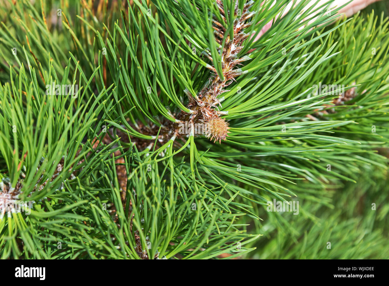 Close up of young cone forming on a Pitch Pine (Pinus rigida), Cadillac Mountain, Acadia National Park, Maine. Stock Photo