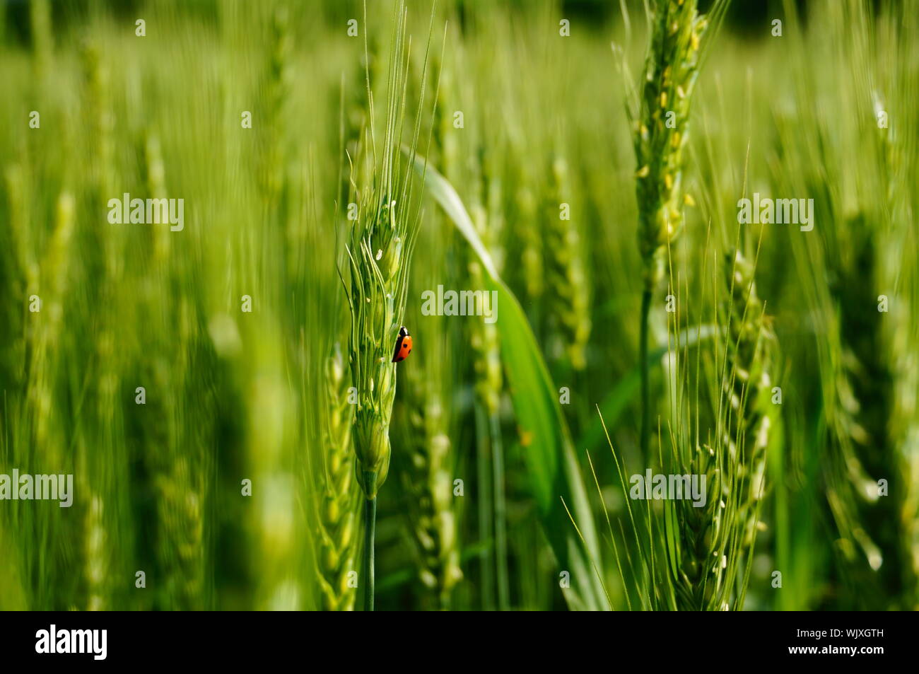 Ladybug On Crop Plant Stock Photo