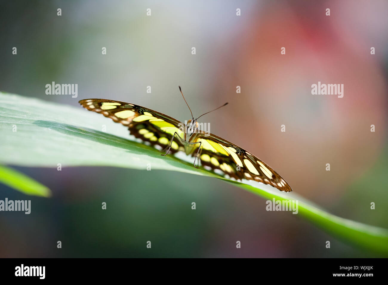 An image of a nice butterfly - Papilionidae Stock Photo
