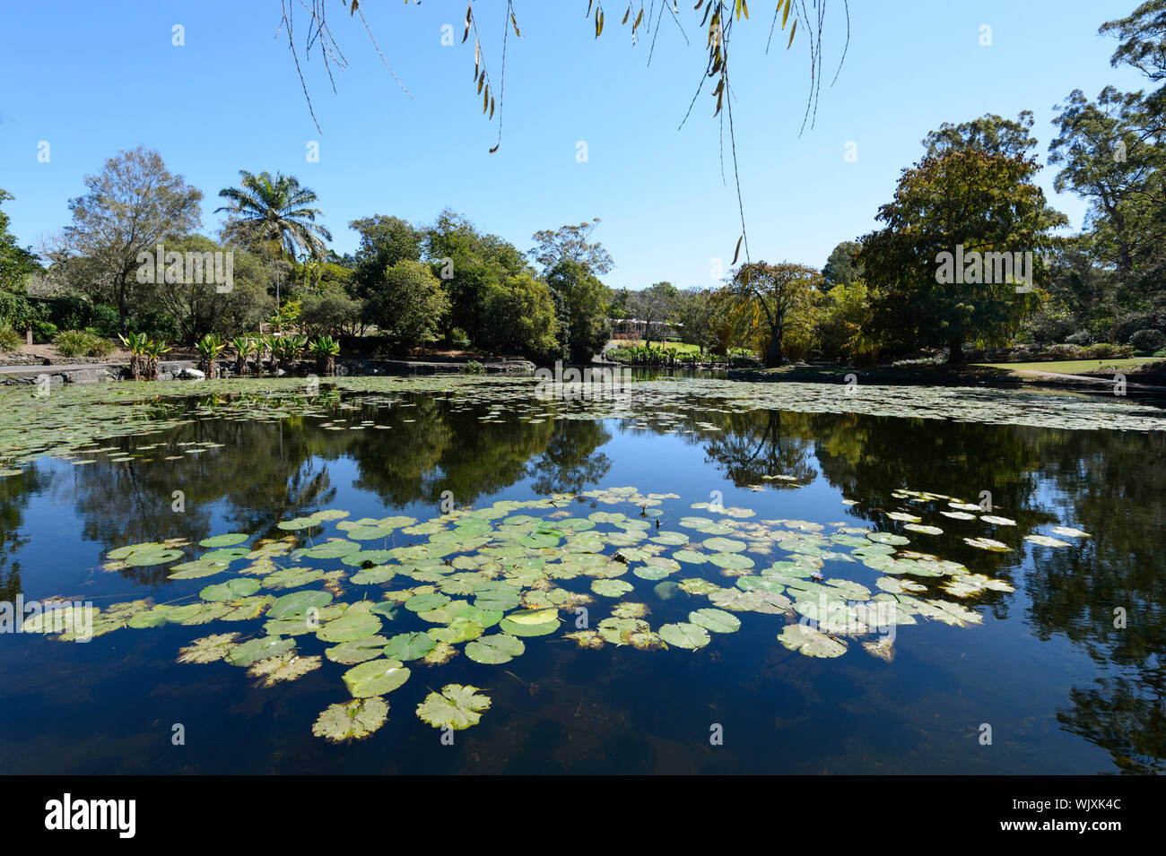 Water lilies lily pad hires stock photography and images Alamy