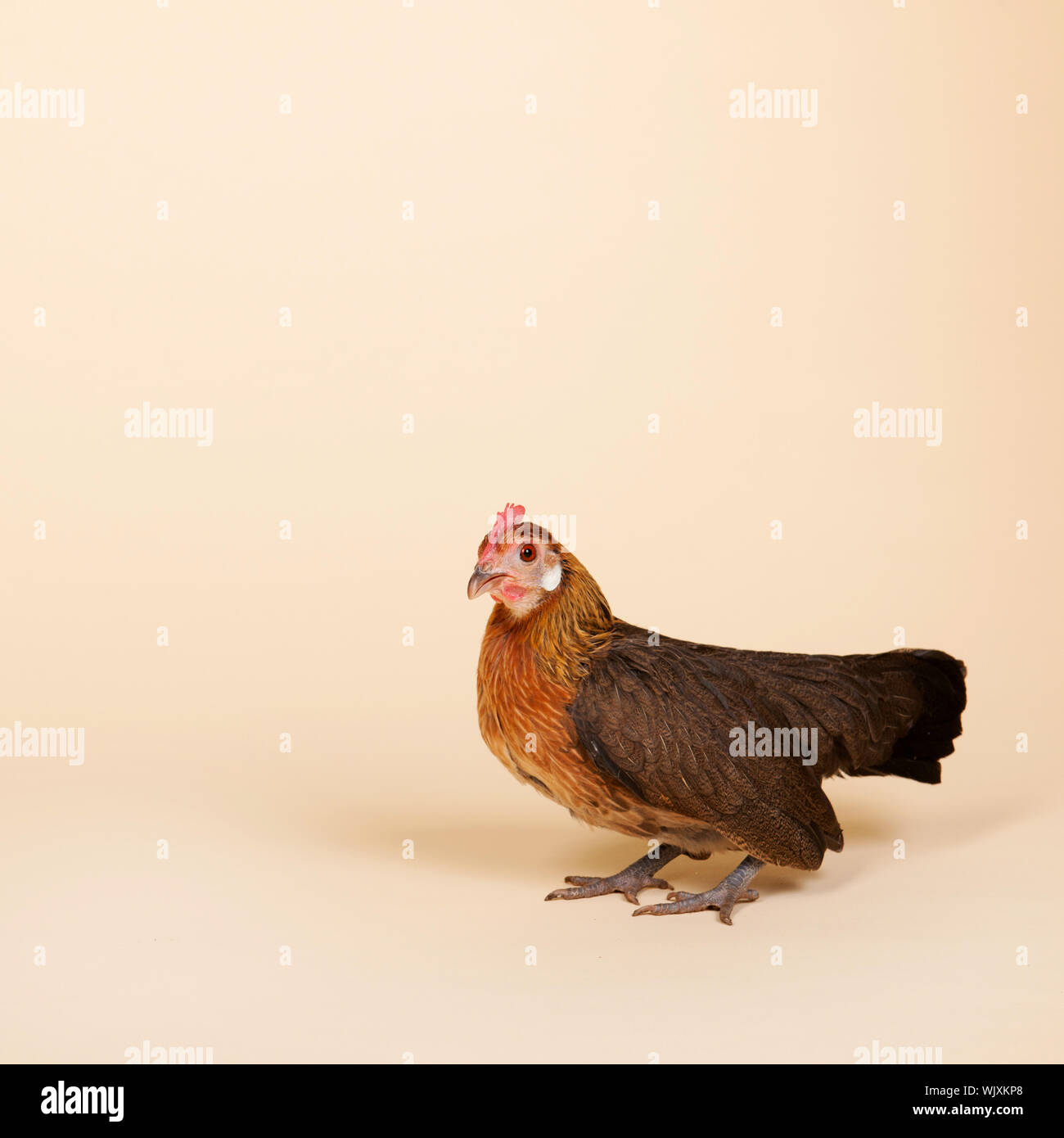 Serama chicken in studio on cream background Stock Photo - Alamy