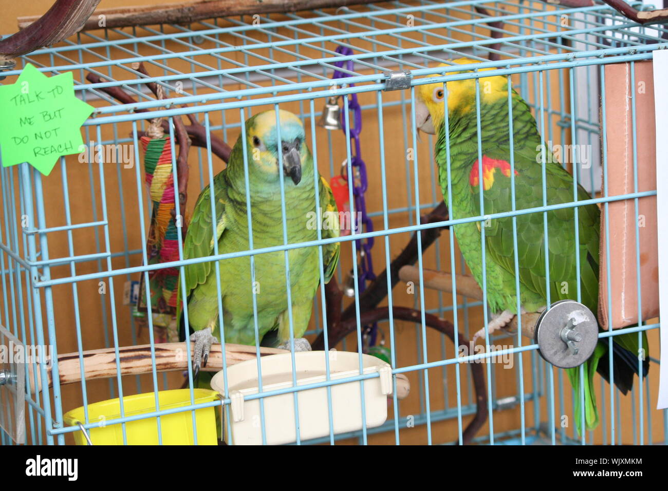 Parrots In Cage Stock Photo Alamy