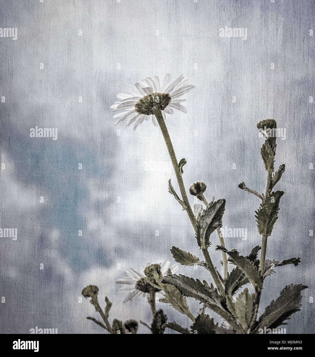 Grunge photo of daisy flowers on cloudy sky background, fine art, shallow  depth of field, beautiful natural wallpaper, spring season concept Stock  Photo - Alamy