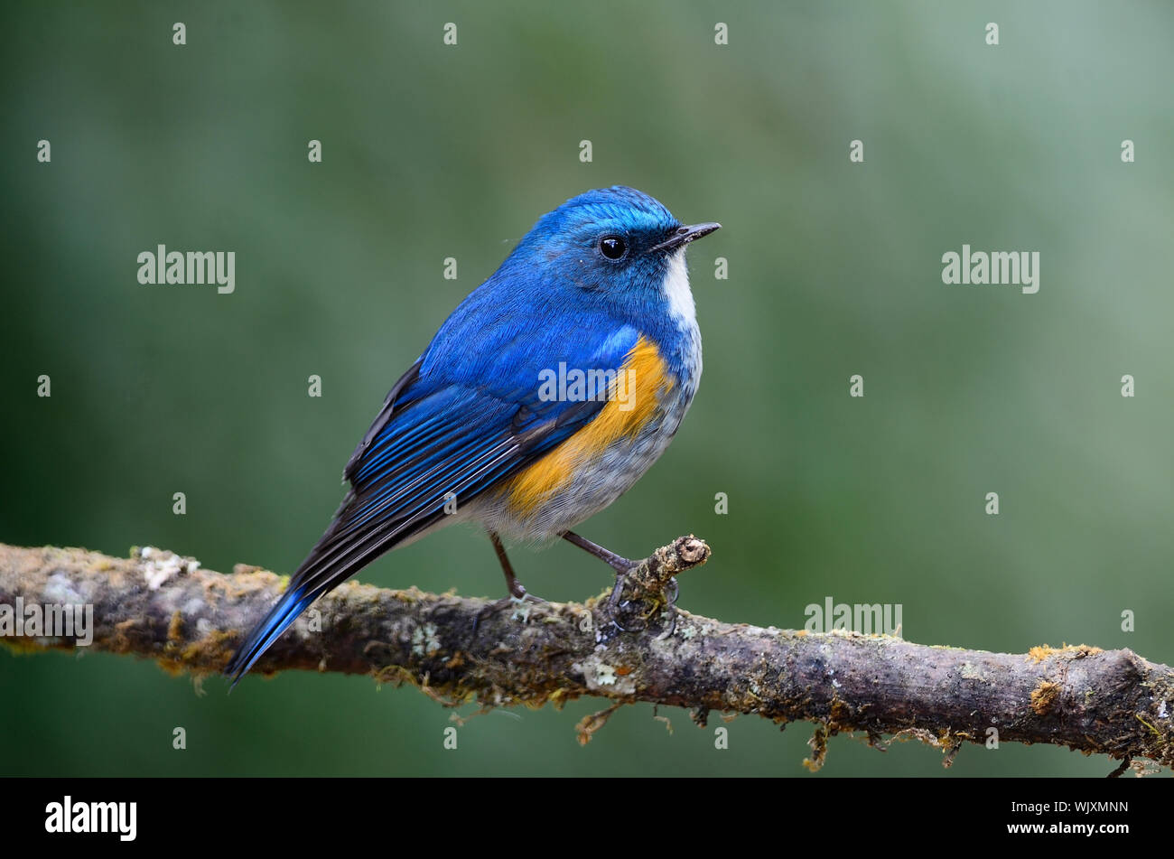 Himalayan Bluetail (Tarsiger hyperythrus) Habitat : Shrubbery and underestorey in rhododendron, oak, conifer and birch forest; 600-3,655 m (breeds abo Stock Photo