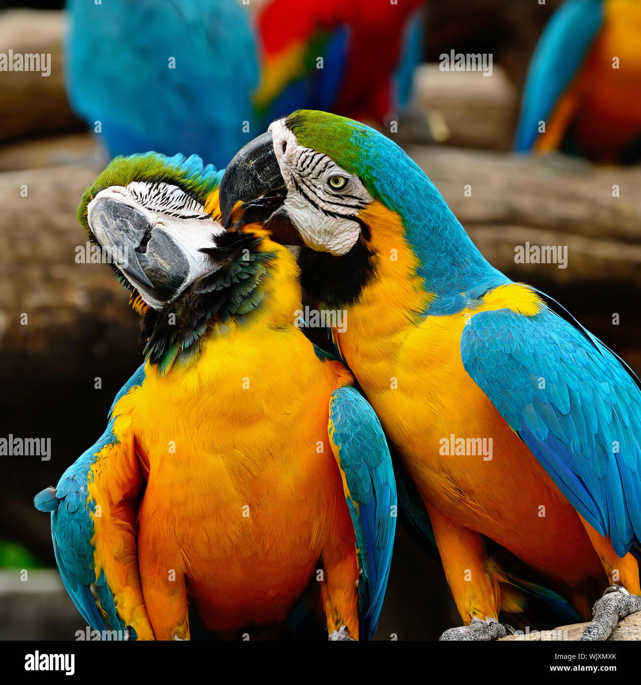 Blue and Gold Macaw aviary Stock Photo - Alamy - Exploded View Macaw Aviary System