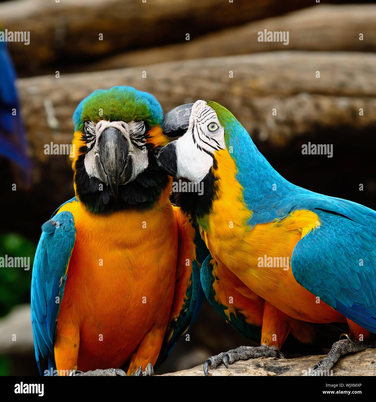 Photo inspiration: Gallery Detail: Blue And Gold Macaw Aviary Stock Photo