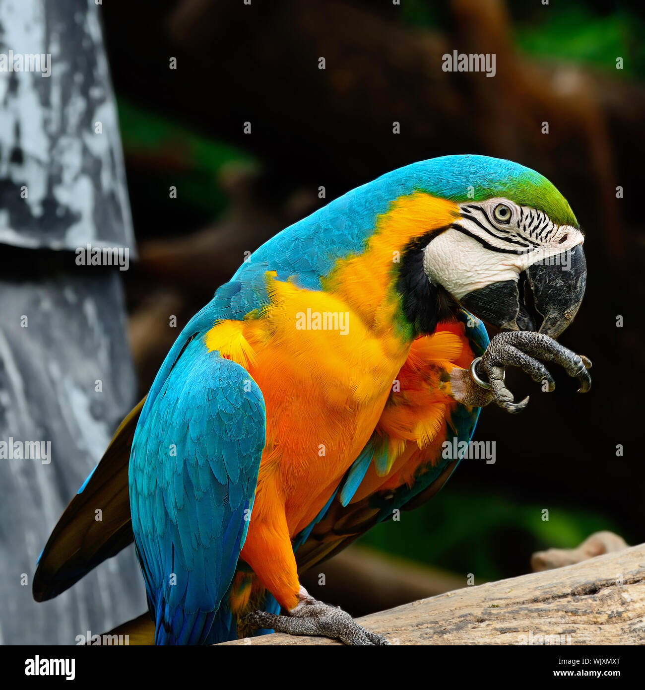Visual Reference: Blue And Gold Macaw Aviary Stock Photo