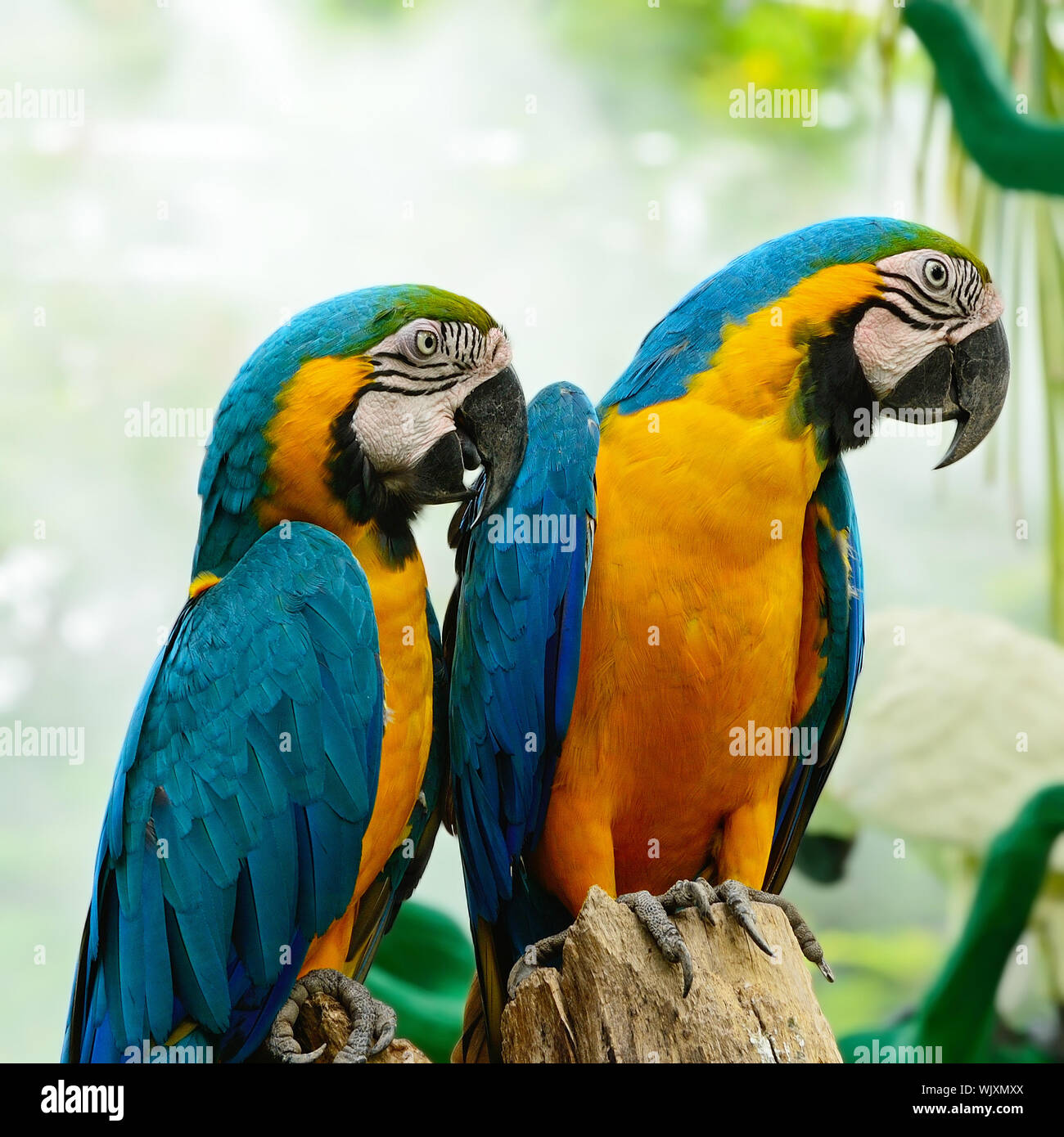 Beautiful view of Macaw Aviary With Rain And Sun Shade