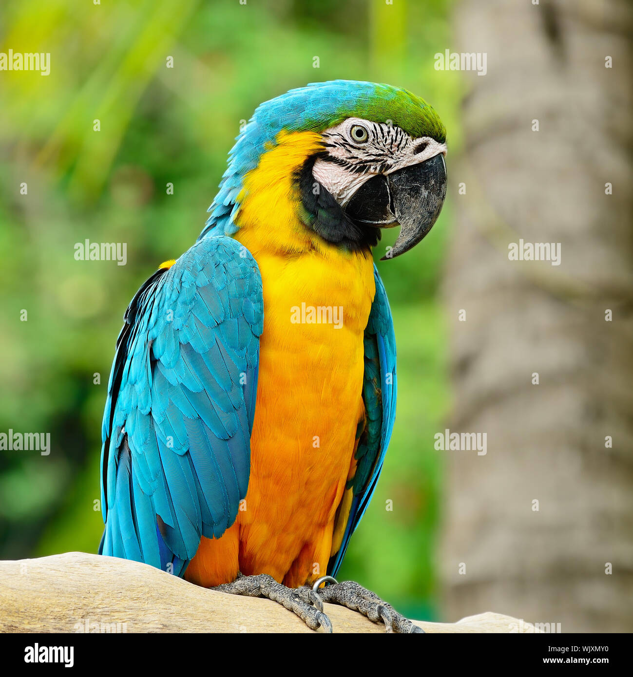 Photo inspiration: Gallery Detail: Blue And Gold Macaw Aviary Stock Photo
