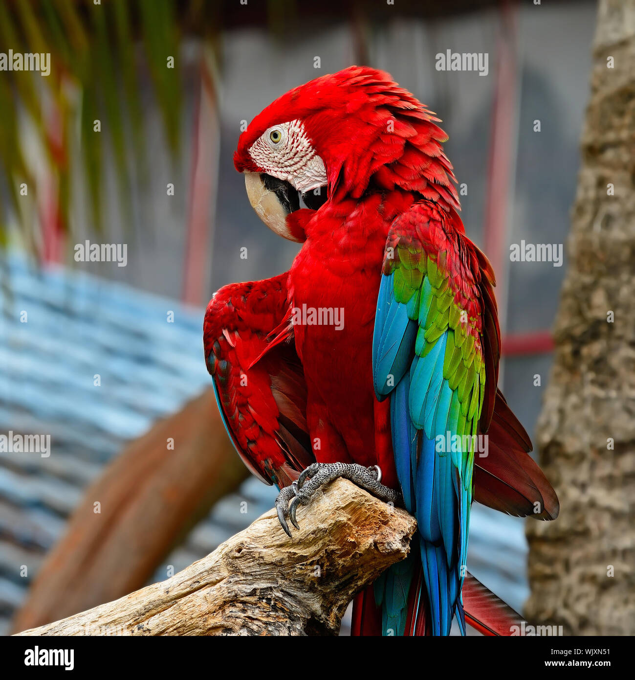 Image showcasing Colorful Greenwinged Macaw aviary Stock Photo - Alamy