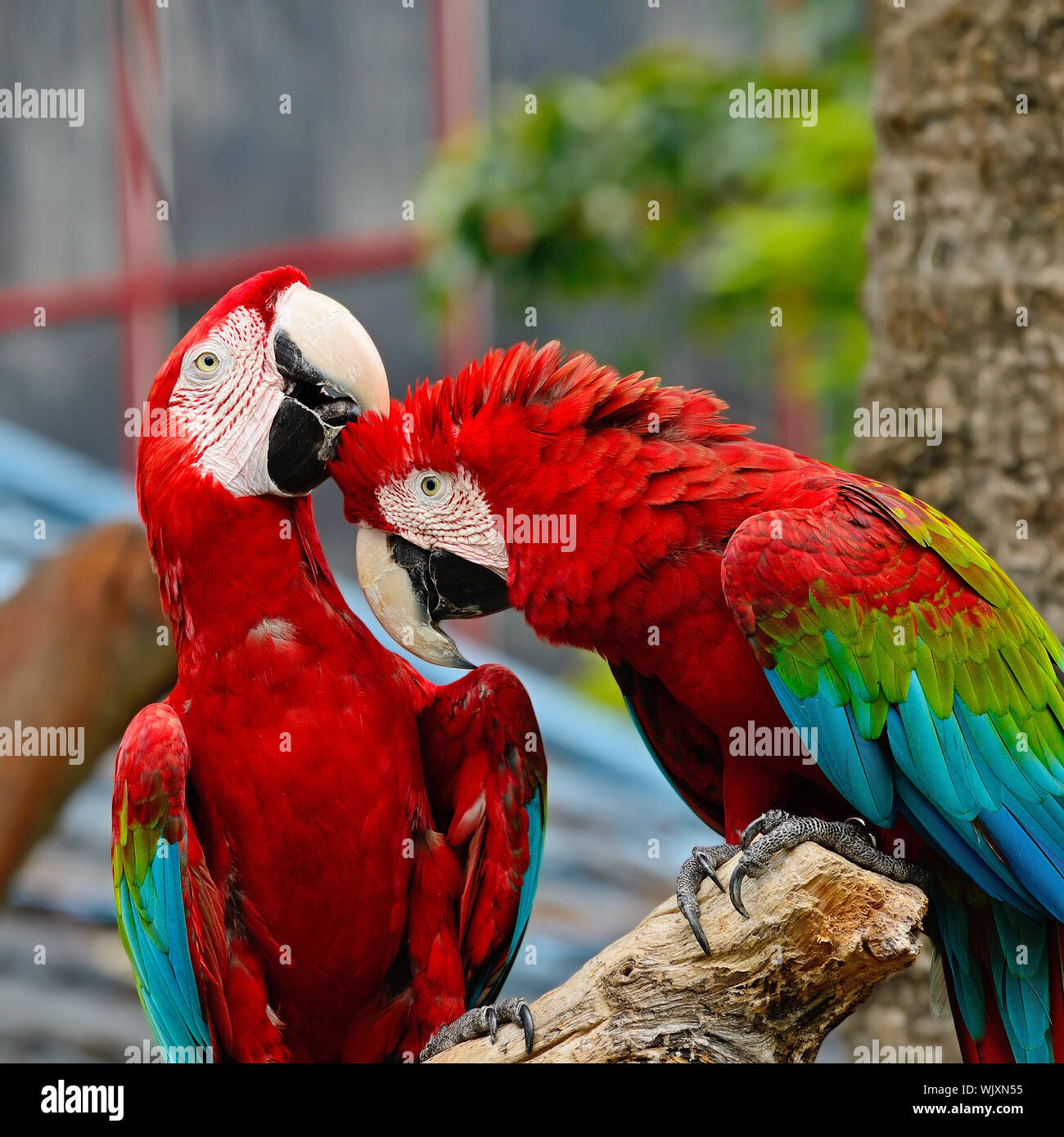 Illustration of Colorful Macaw Aviary Decorations