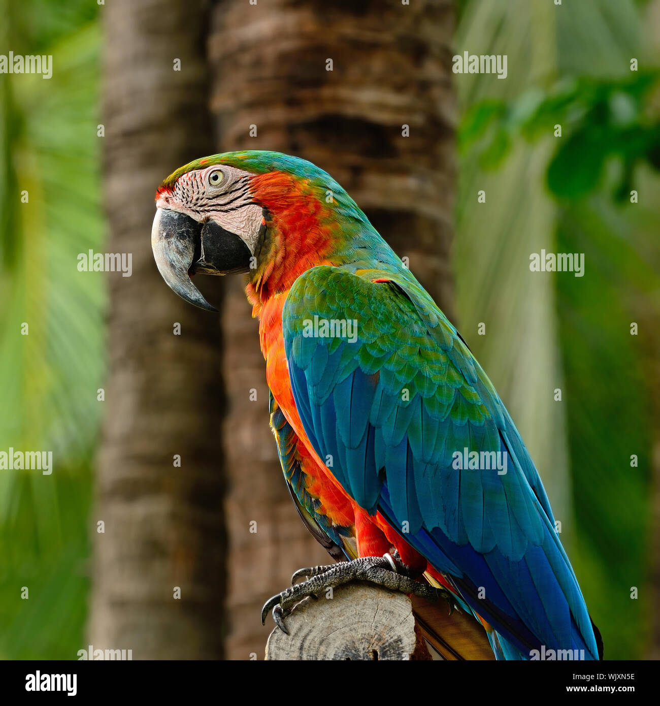 Curated visual reference: Colorful Harlequin Macaw Aviary Side Profile Stock Photo Photo Inspiration