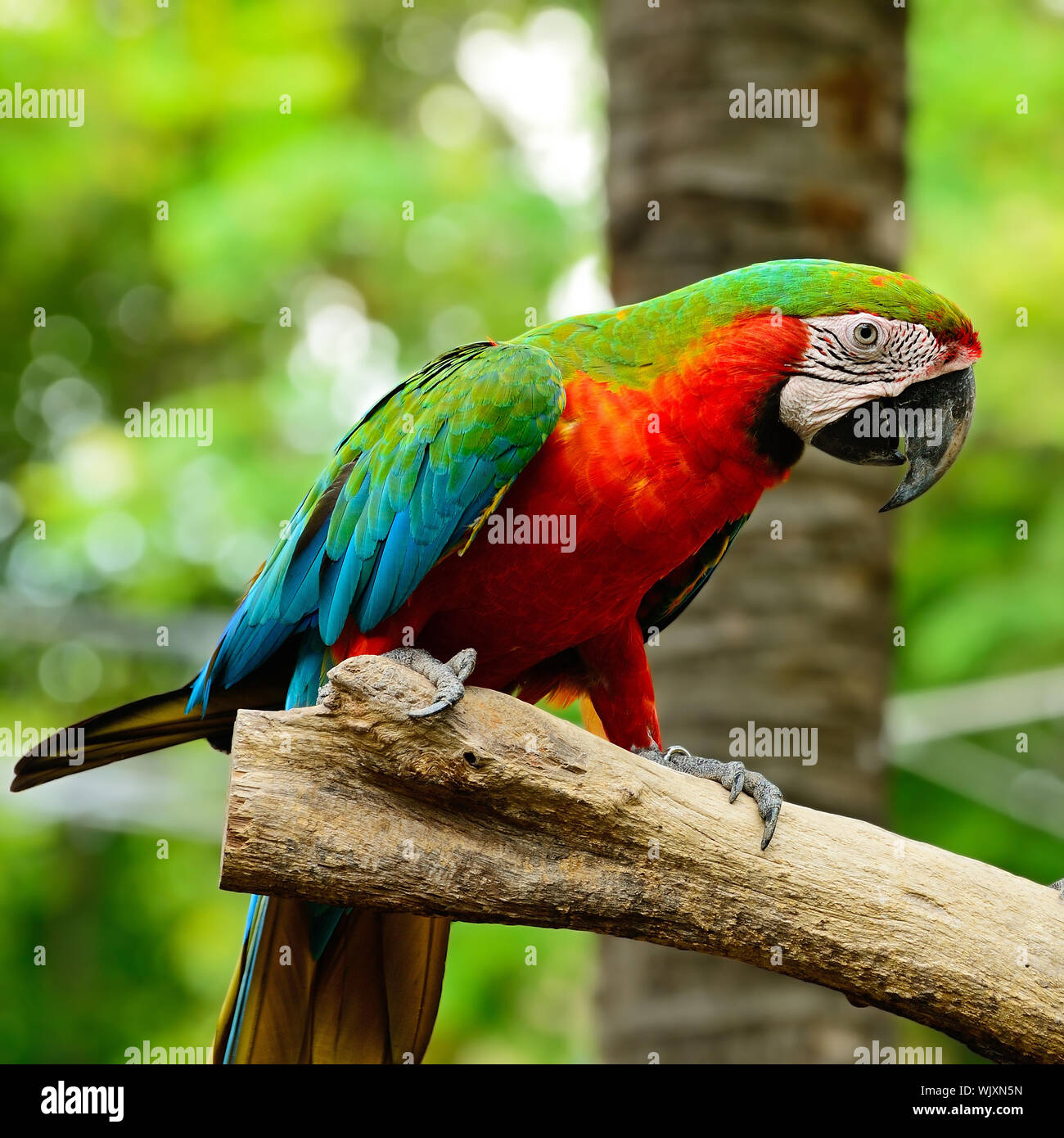 Curated visual reference: Macaw Colorful Aviary Reference: Colorful Harlequin Macaw Aviary Sitting On The Log Stock Photo