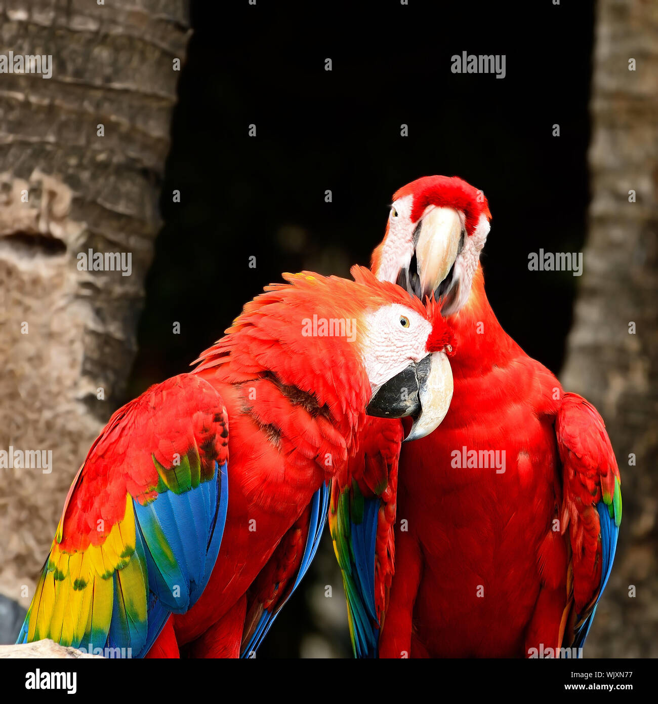 Image showcasing Beautiful Scarlet Macaw aviary Stock Photo - Alamy