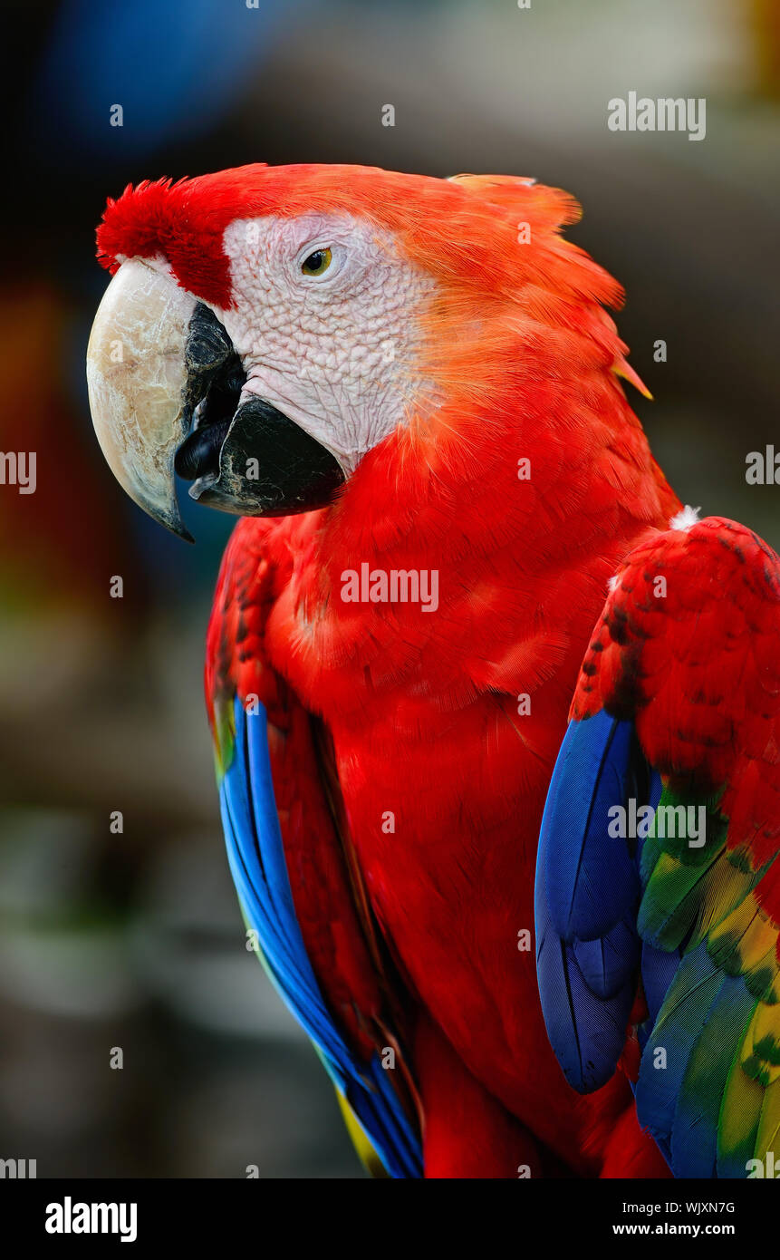 Beautiful Scarlet Macaw aviary