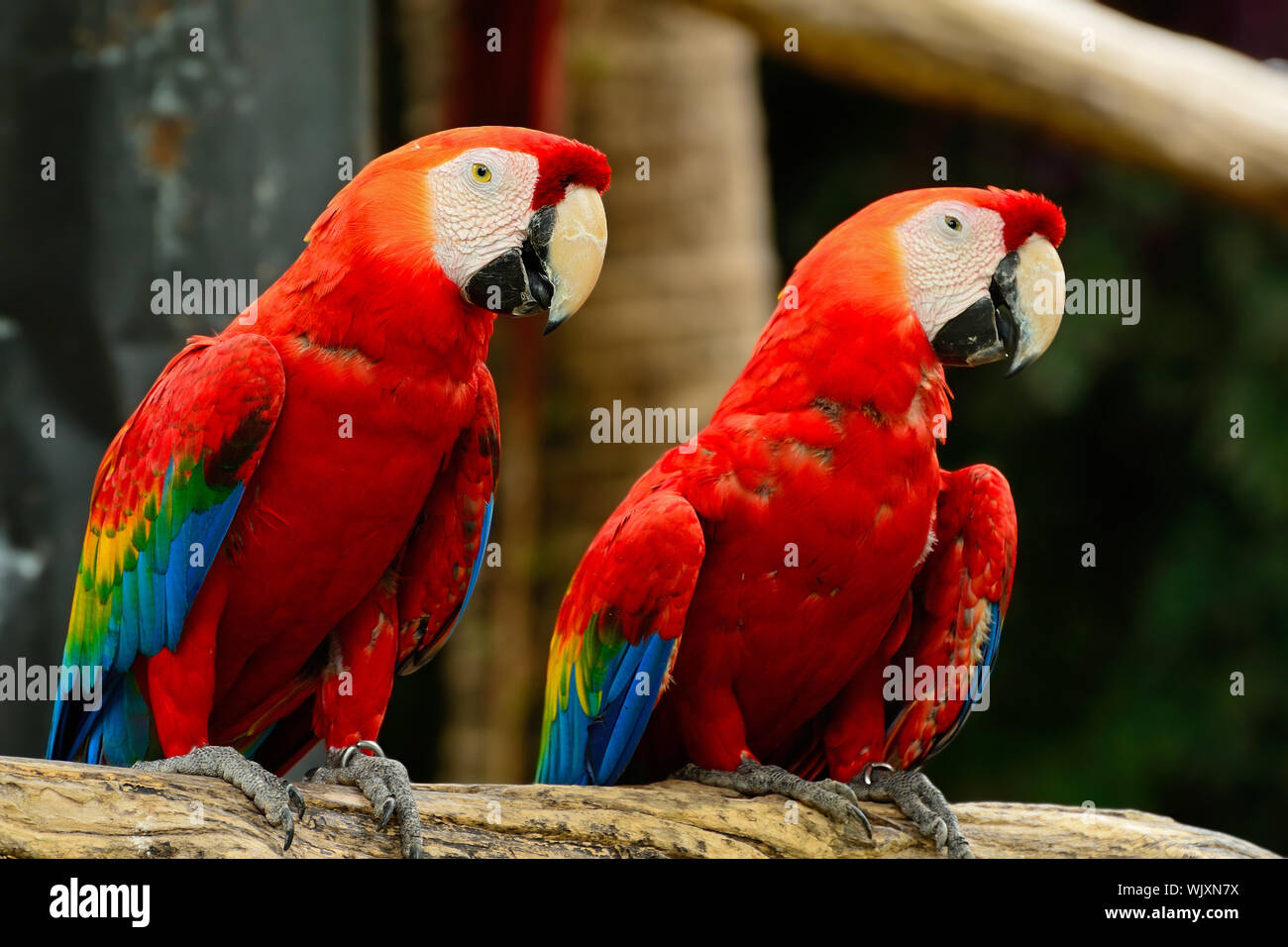 Picture of Beautiful Scarlet Macaw aviary Stock Photo - Alamy