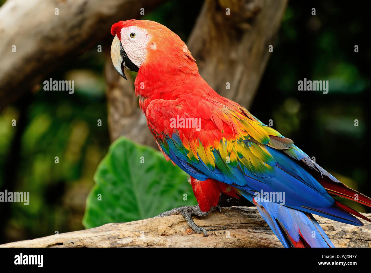View of Beautiful Scarlet Macaw aviary Stock Photo - Alamy