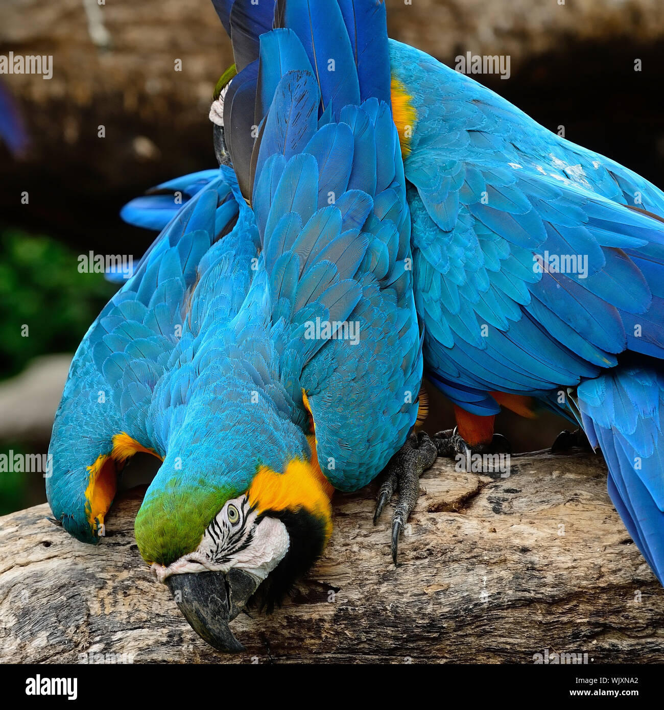 Photo inspiration: Gallery Detail: Blue And Gold Macaw Aviary Stock Photo