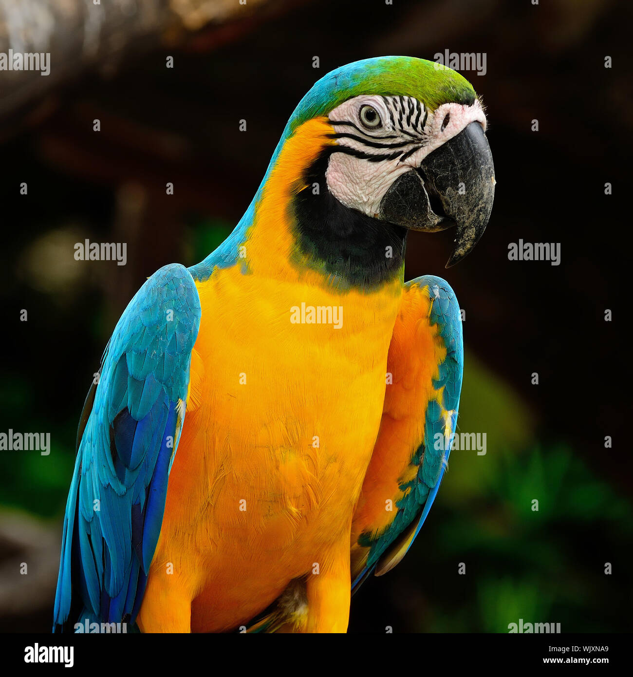 Blue and Gold Macaw aviary Stock Photo - Alamy - Bird Aviary Cages For Blue And Gold Macaws