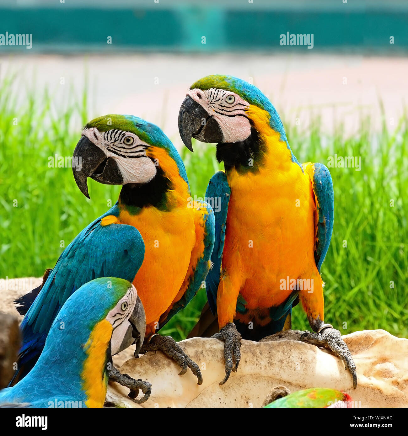 Image showcasing Blue and Gold Macaw aviary Stock Photo - Alamy