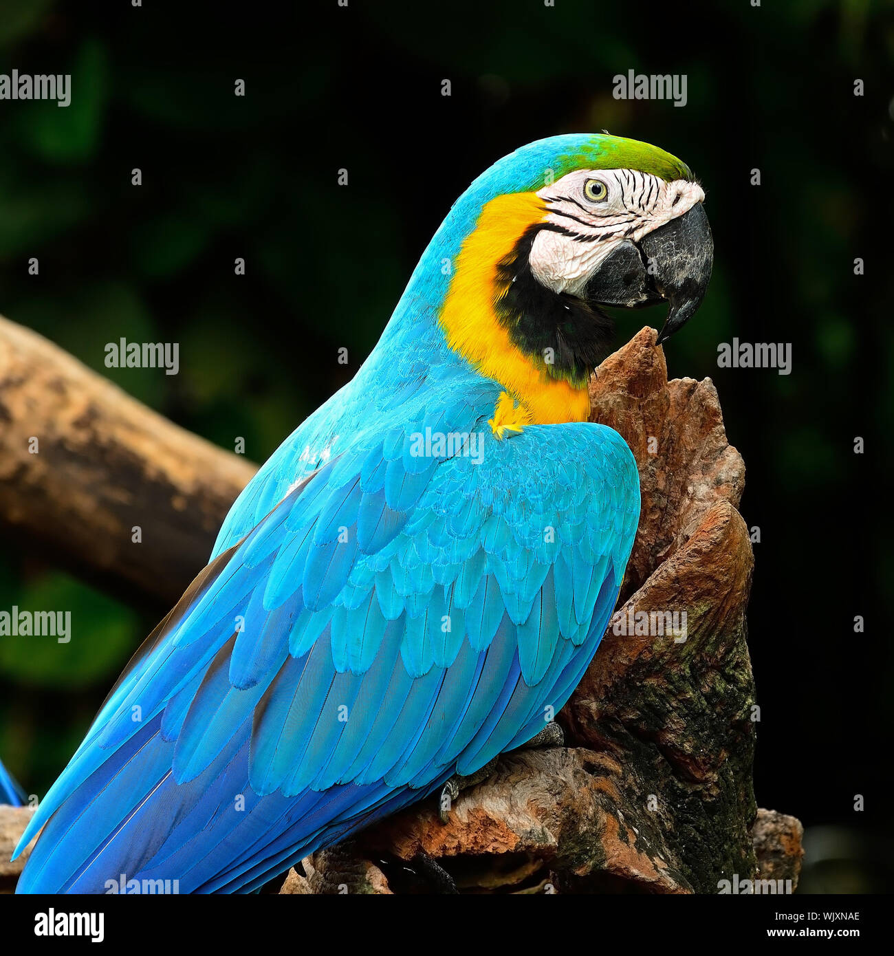A closer look at Bird Aviary Cages For Blue And Gold Macaws