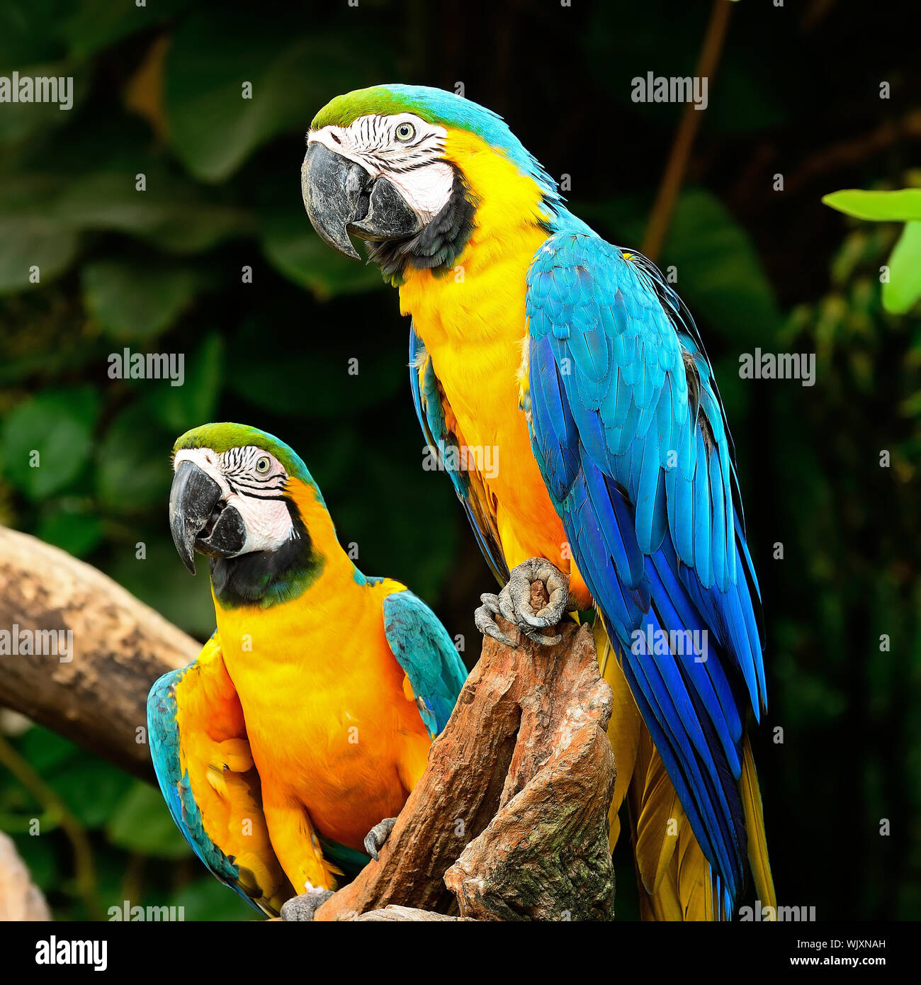 View of Blue and Gold Macaw aviary Stock Photo - Alamy