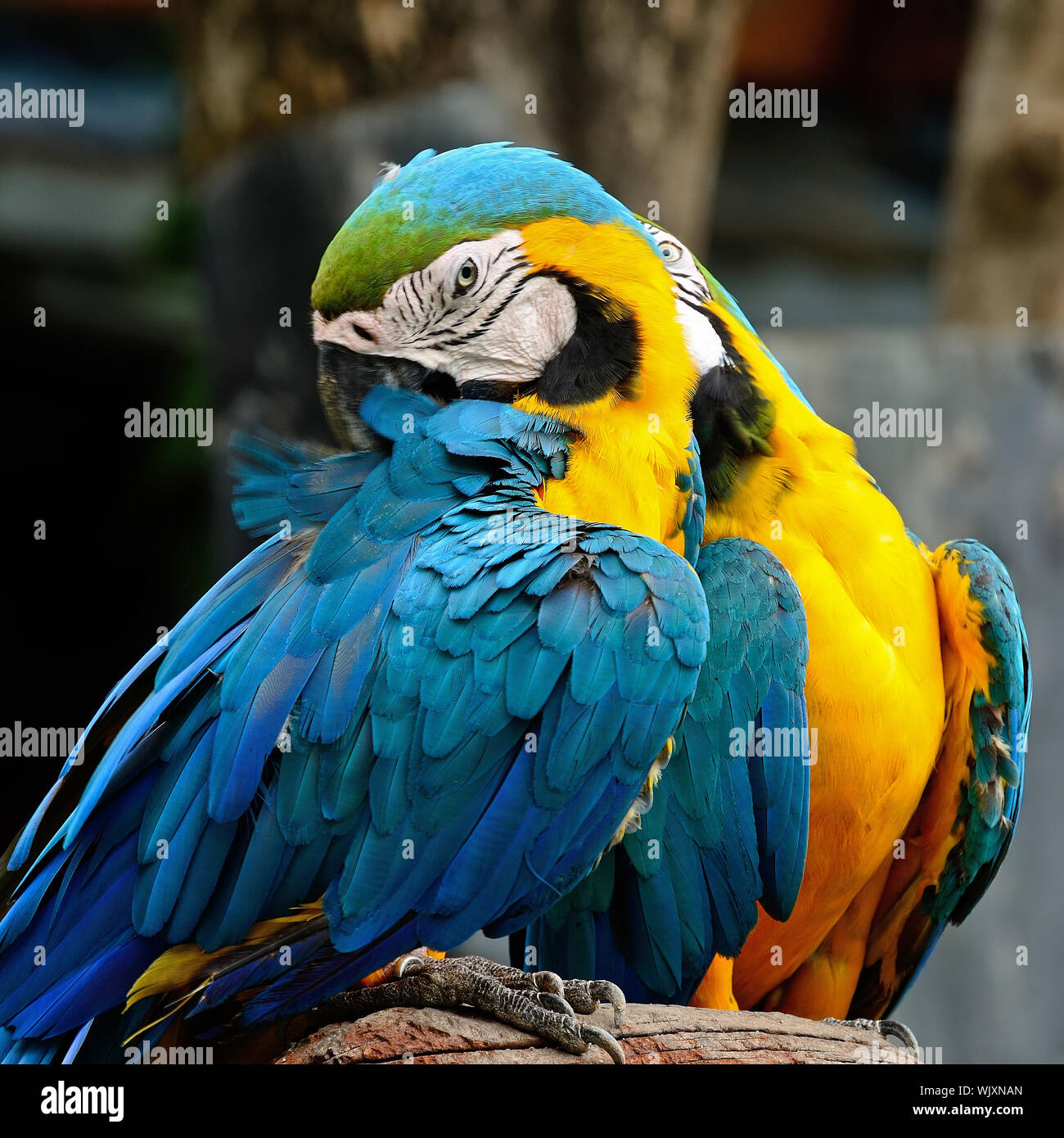 Picture of Blue and Gold Macaw aviary Stock Photo - Alamy