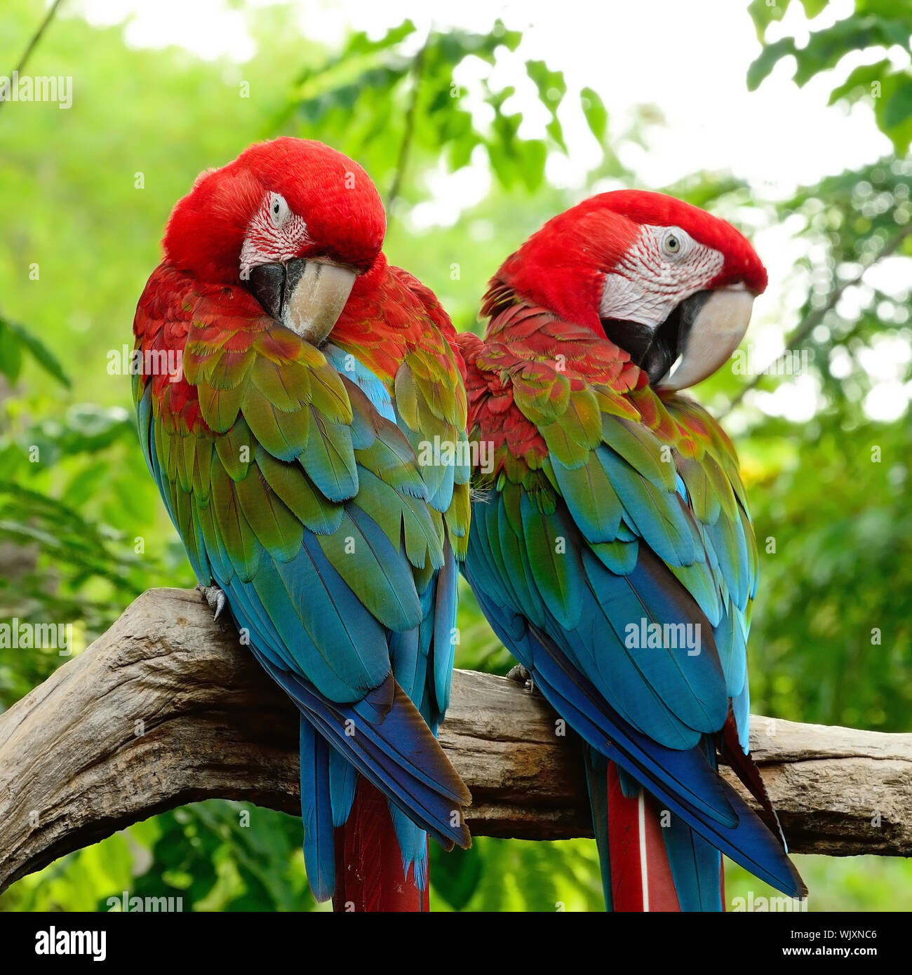 Picture of Beautiful couple of Greenwinged Macaw aviary, sitting on the log Stock ...