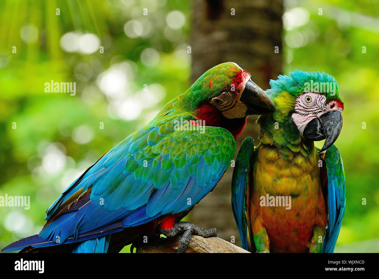 Visual Reference: Colorful Harlequin Macaw Aviary Sitting On The Log Stock Photo
