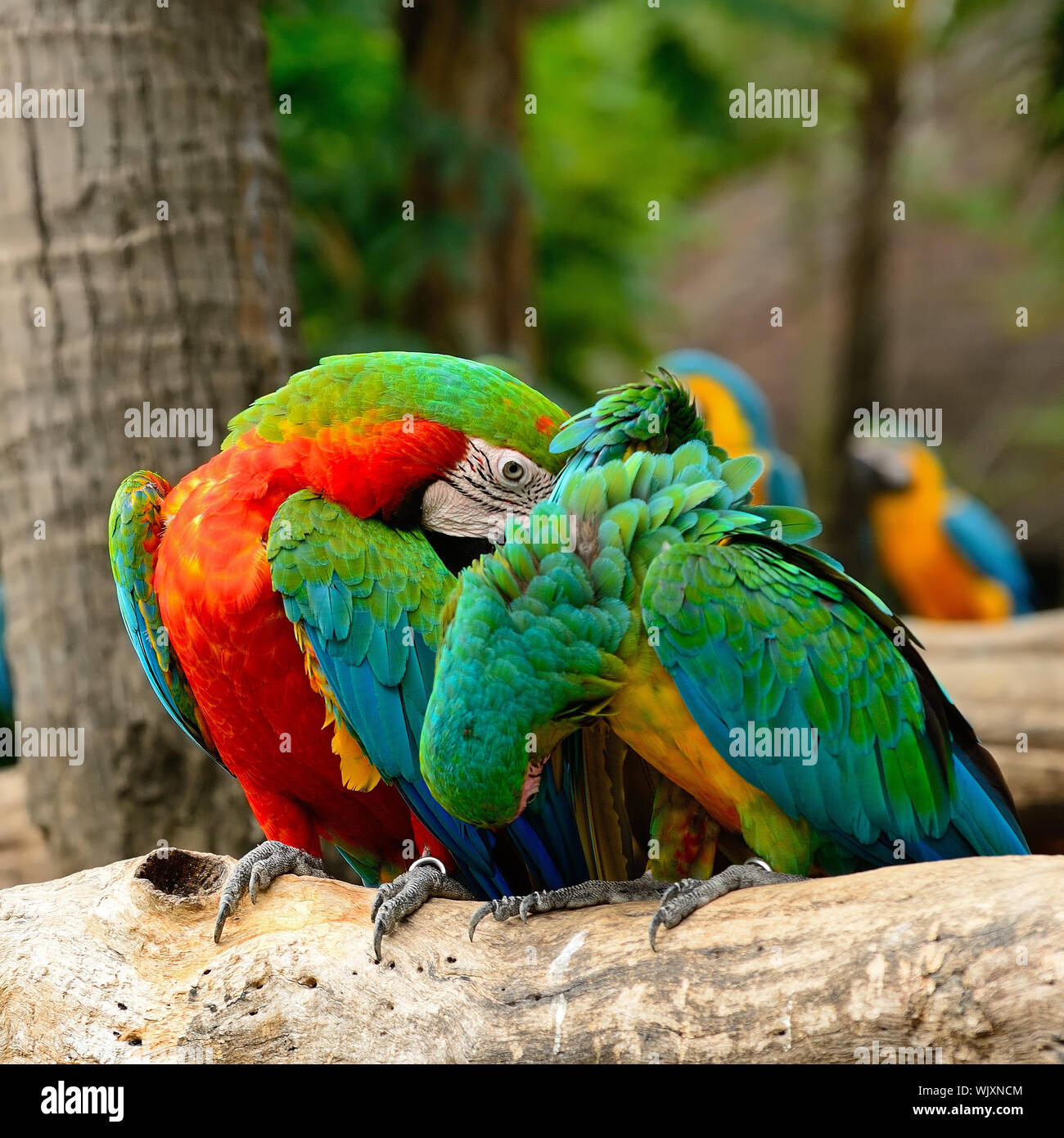 Photo inspiration: Colorful Harlequin Macaw Aviary Sitting On The Log Stock Photo Photo Inspiration