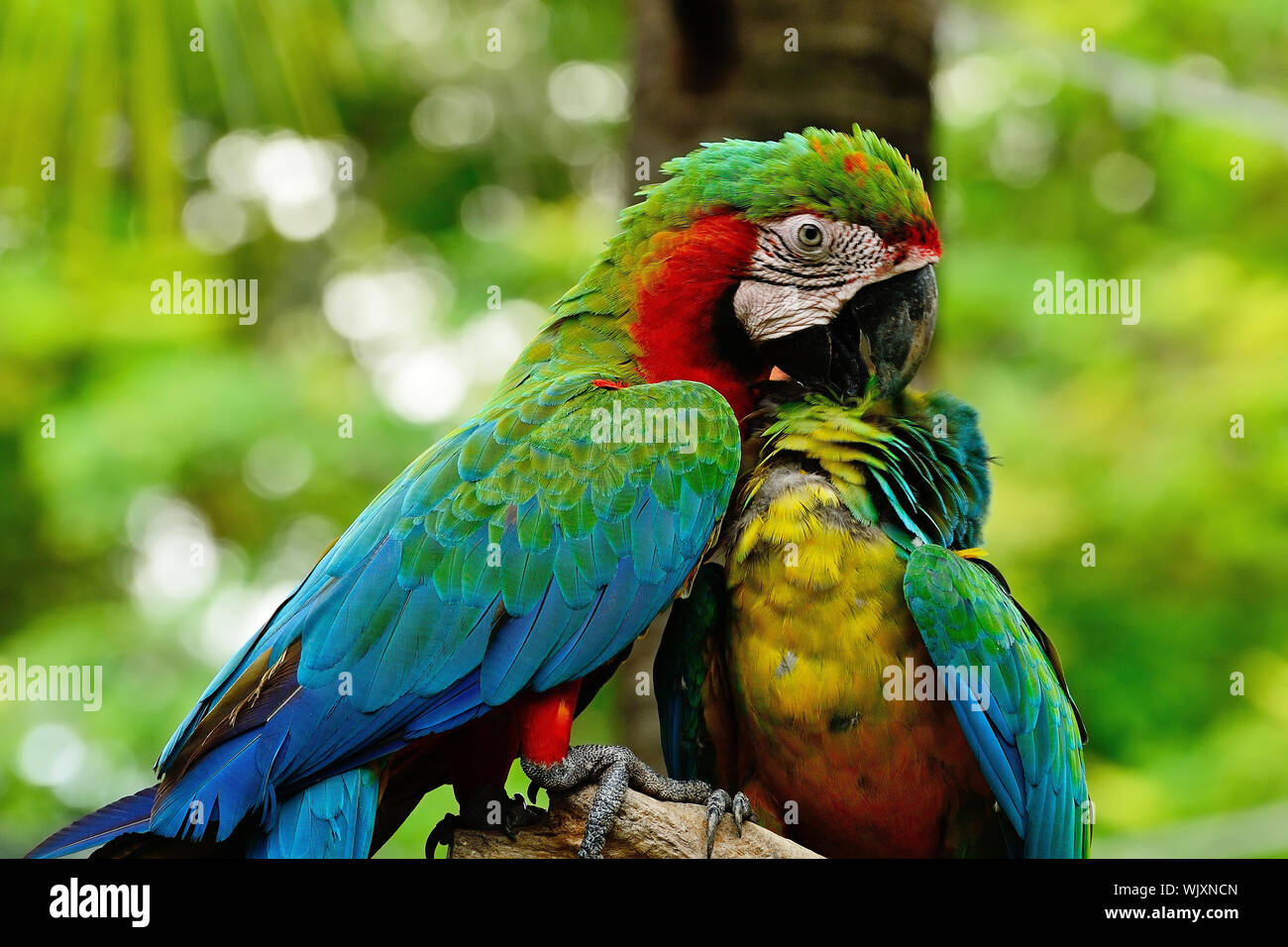 Colorful Harlequin Macaw aviary, sitting on the log Stock Photo - Alamy