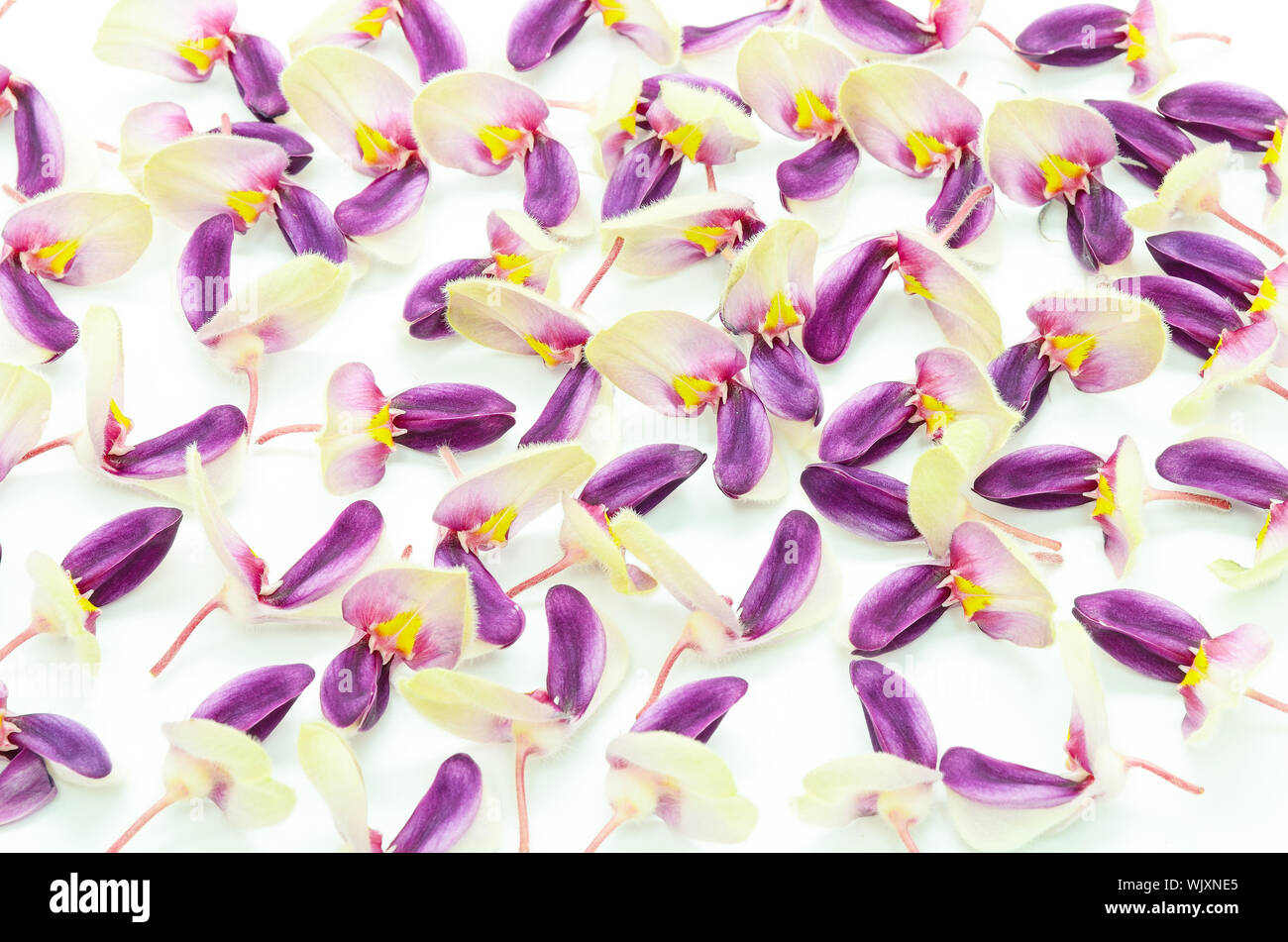 Blue flower, Afgekia (Afgekia mahidolae), endemic plant in Thailand