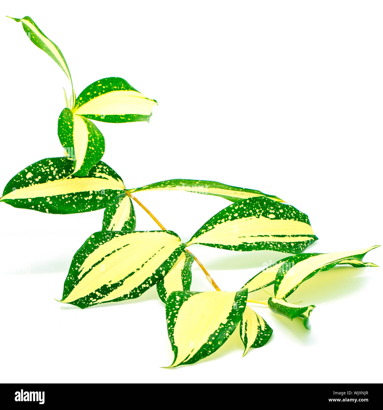 Foliage leaves of dracaena, Gold Dust dracaena or Spotted dracaena, stripped form, isolated on a white background Stock Photo