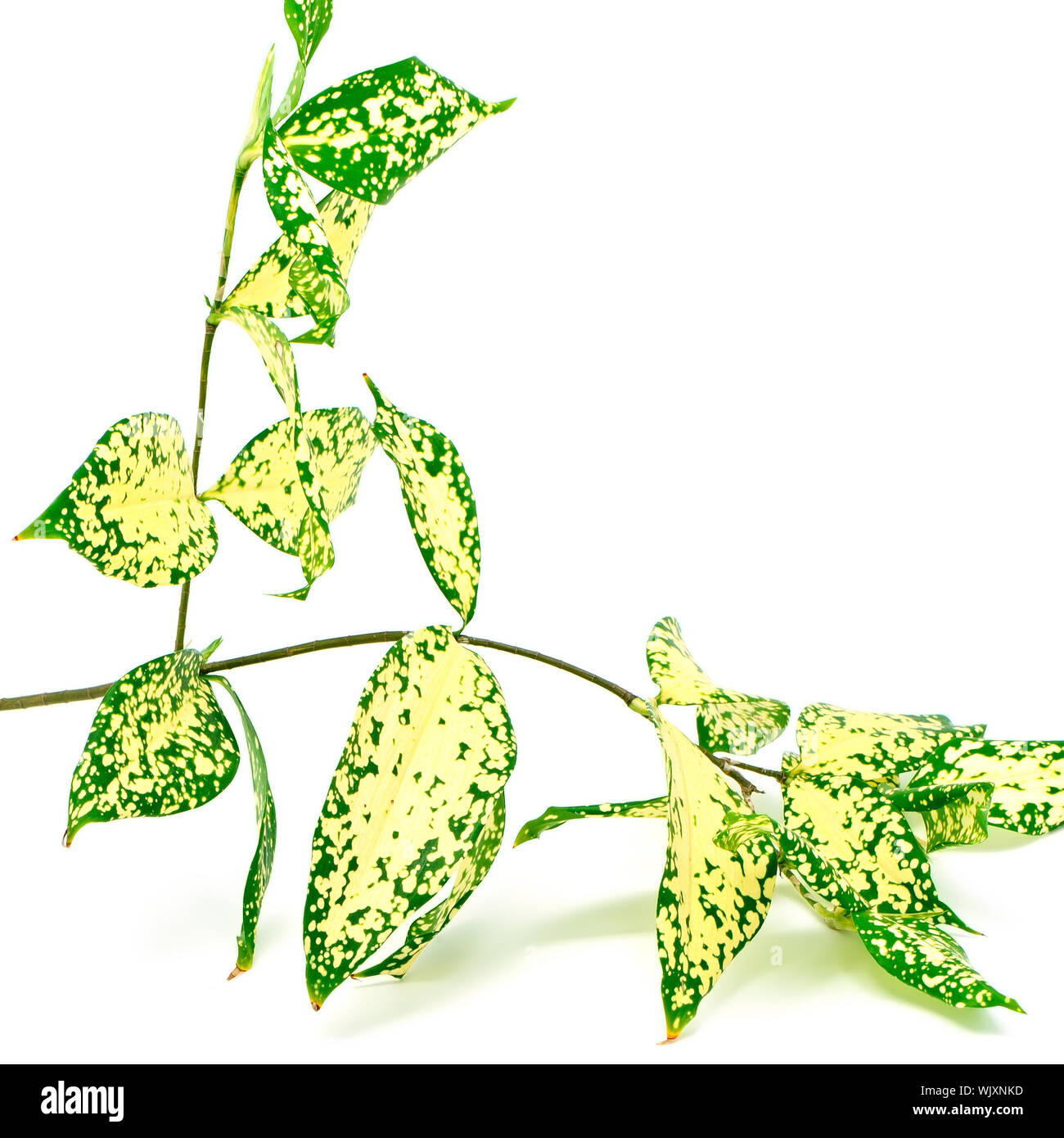 Foliage leaves of dracaena, Gold Dust dracaena or Spotted dracaena, spotted form, isolated on a white background Stock Photo