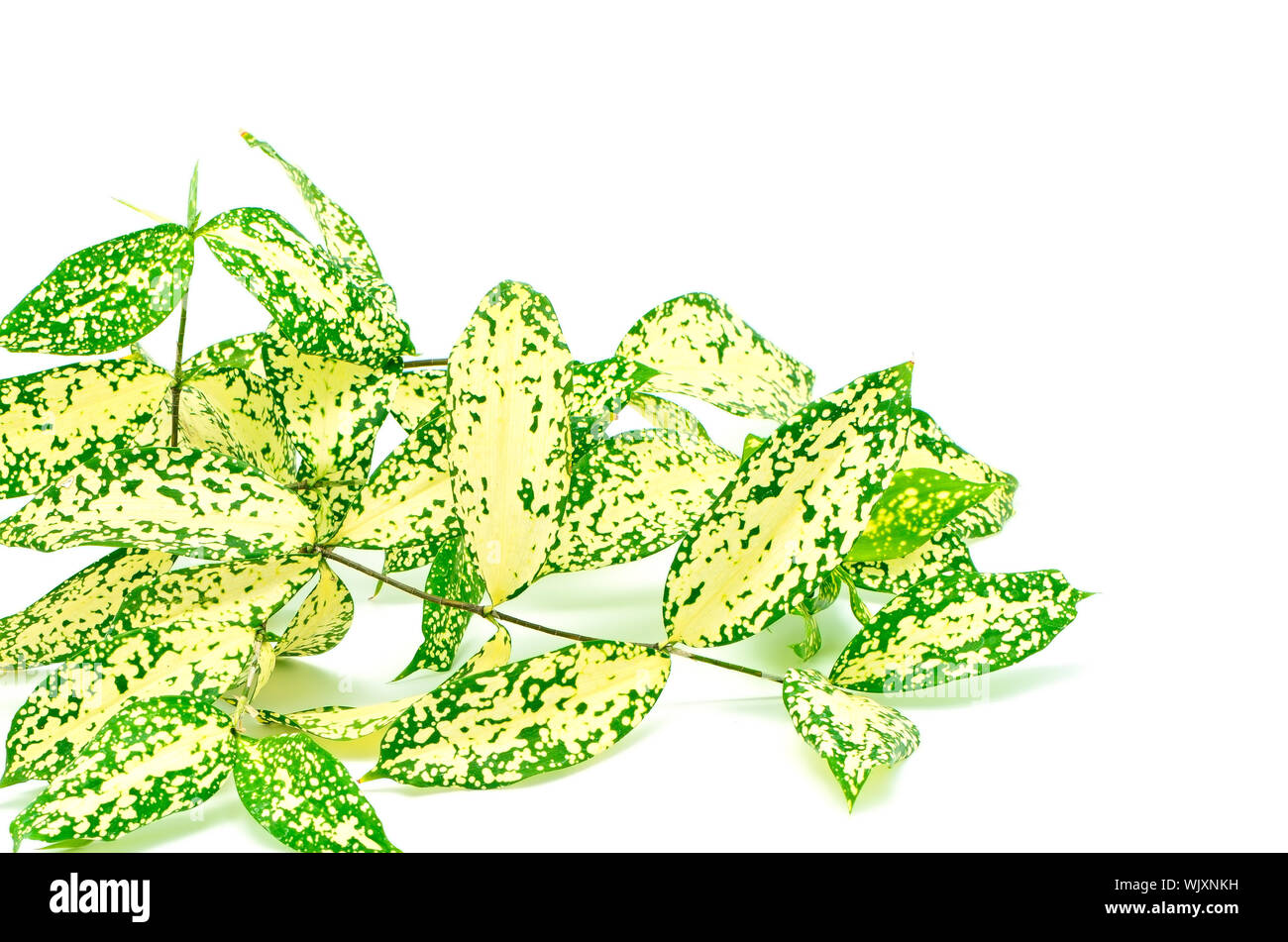 Foliage leaves of dracaena, Gold Dust dracaena or Spotted dracaena, spotted form, isolated on a white background Stock Photo