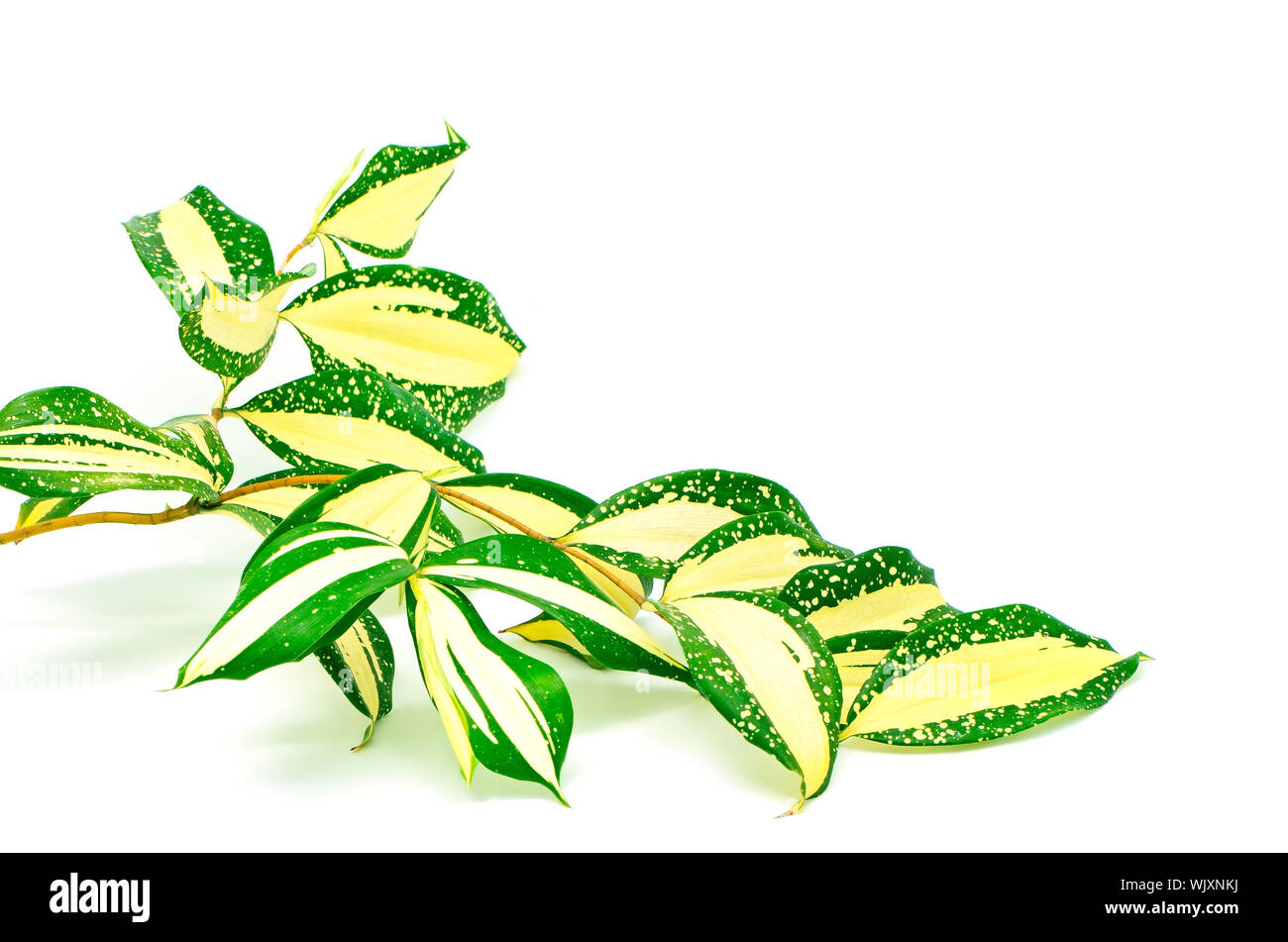 Foliage leaves of dracaena, Gold Dust dracaena or Spotted dracaena, stripped form, isolated on a white background Stock Photo