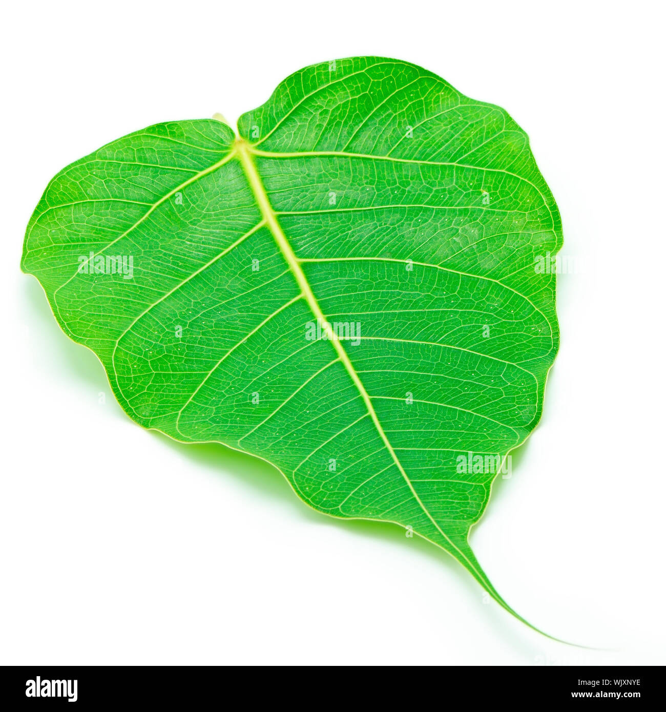 Sacred Fig leaf, isolated on a white background Stock Photo Alamy