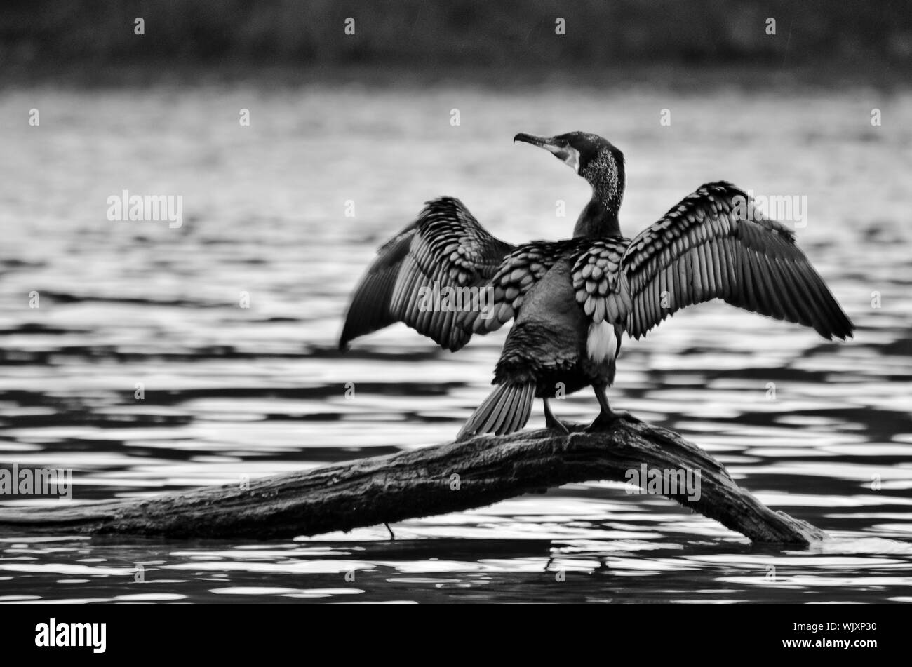Full Length Of Cormorant With Spread Wings Perching On Branch In Lake Stock Photo