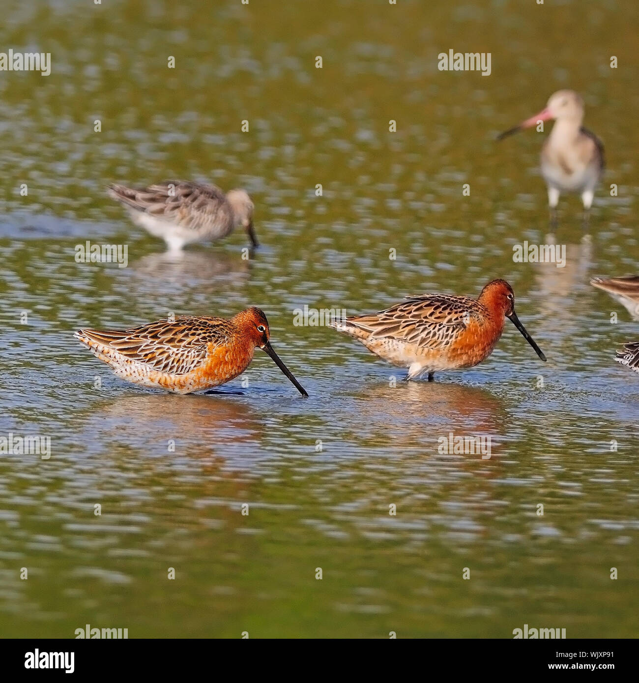 Asian Dowitcher (Limnodromus semipalmatus) bird, is a rare medium-large wader, in mating plumage Stock Photo