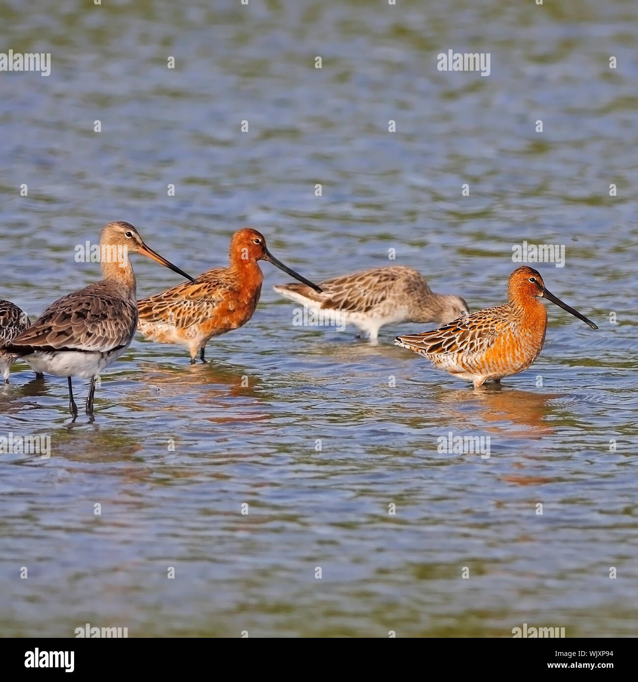 Beautiful Asian Dowitcher (Limnodromus semipalmatus) bird, in mating plumage, with Eastern Black-tailed Godwit Stock Photo