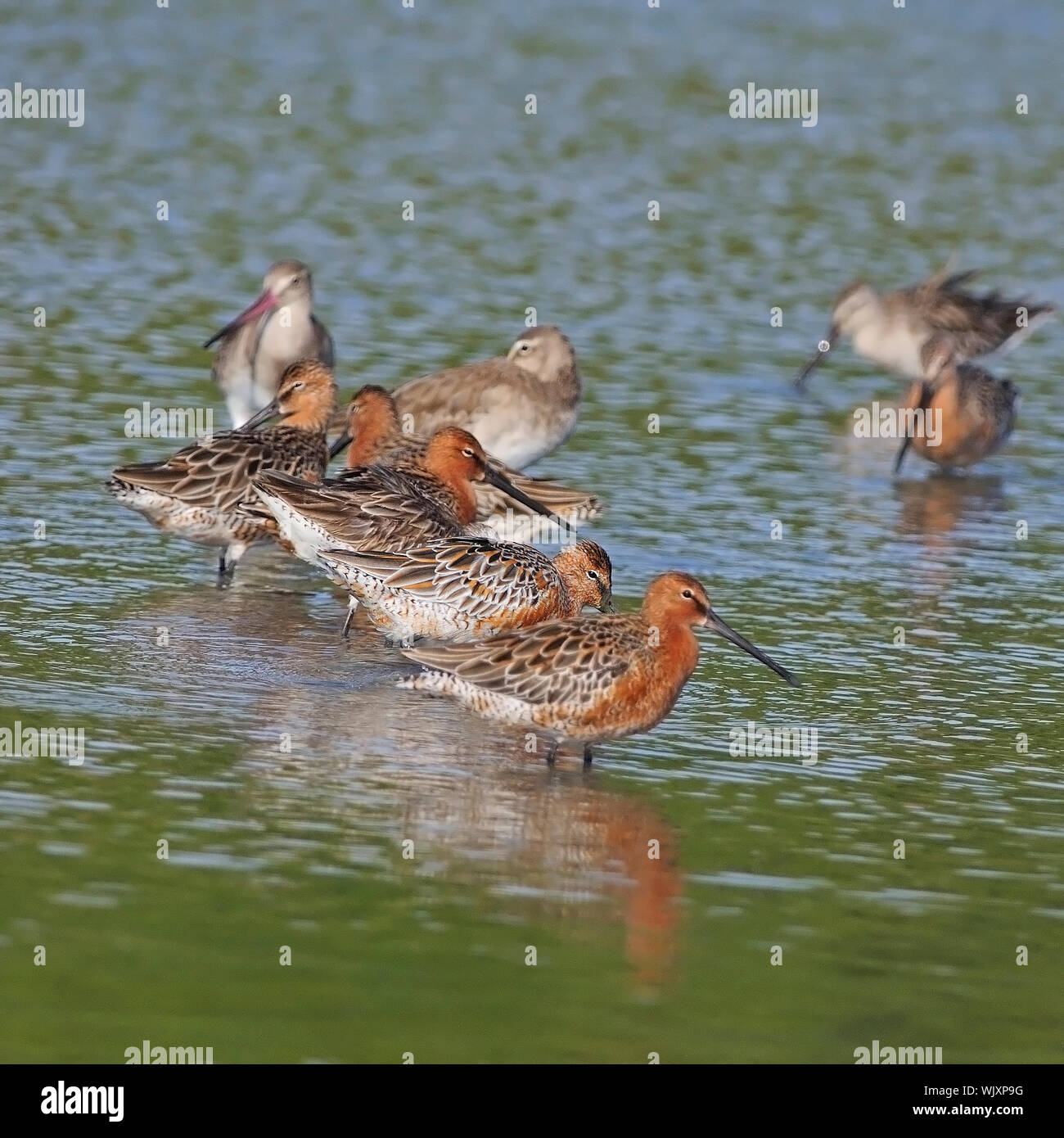 Colorful Asian Dowitcher (Limnodromus semipalmatus) bird, in mating plumage Stock Photo