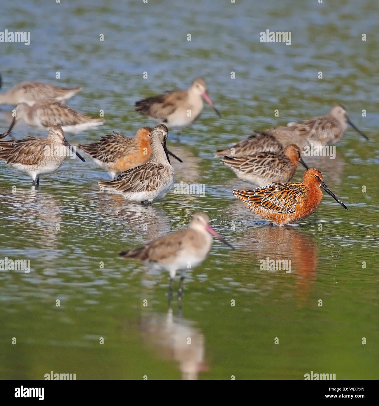 Group of Asian Dowitcher (Limnodromus semipalmatus) bird, in mating plumage Stock Photo