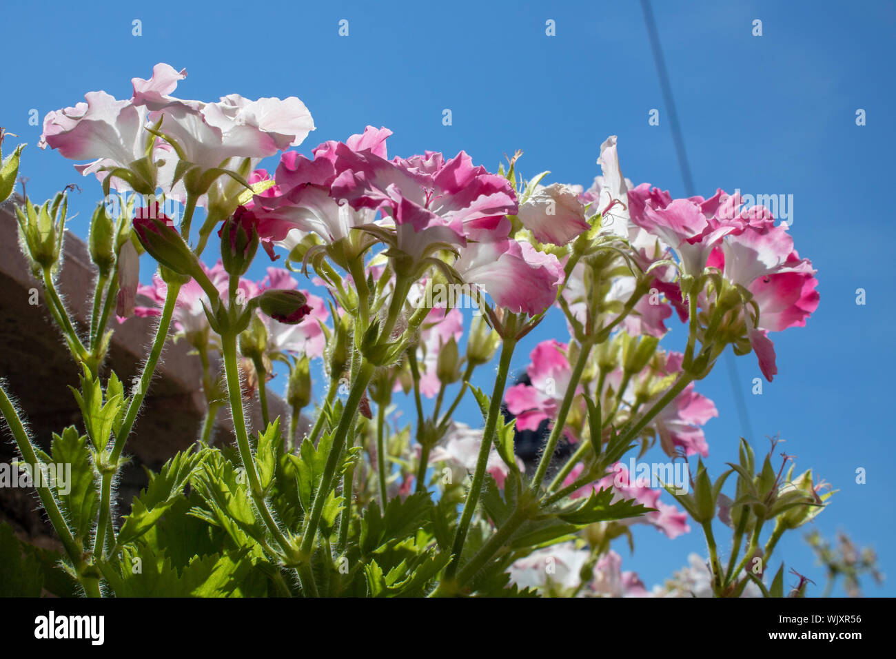 The shoot of Clarkia amoena. The street was standing on the flowerpot. Stock Photo