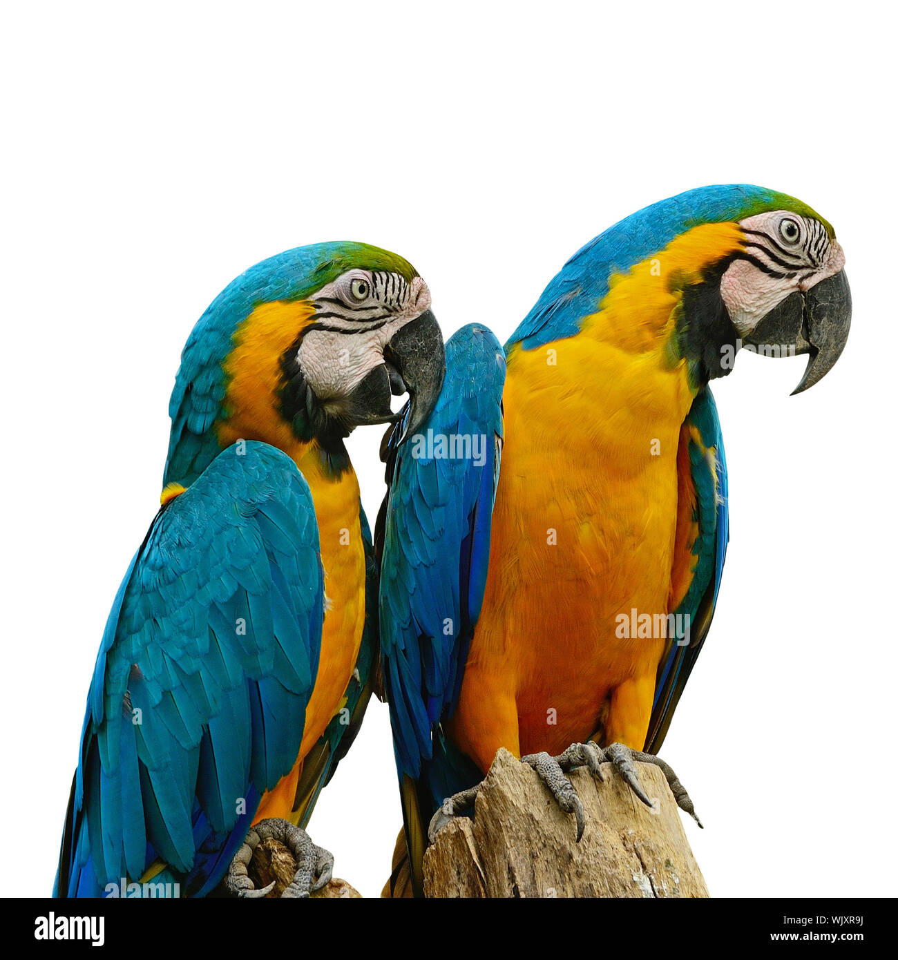 Image showcasing Blue and Gold Macaw aviary, isolated on a white background Stock Photo ...