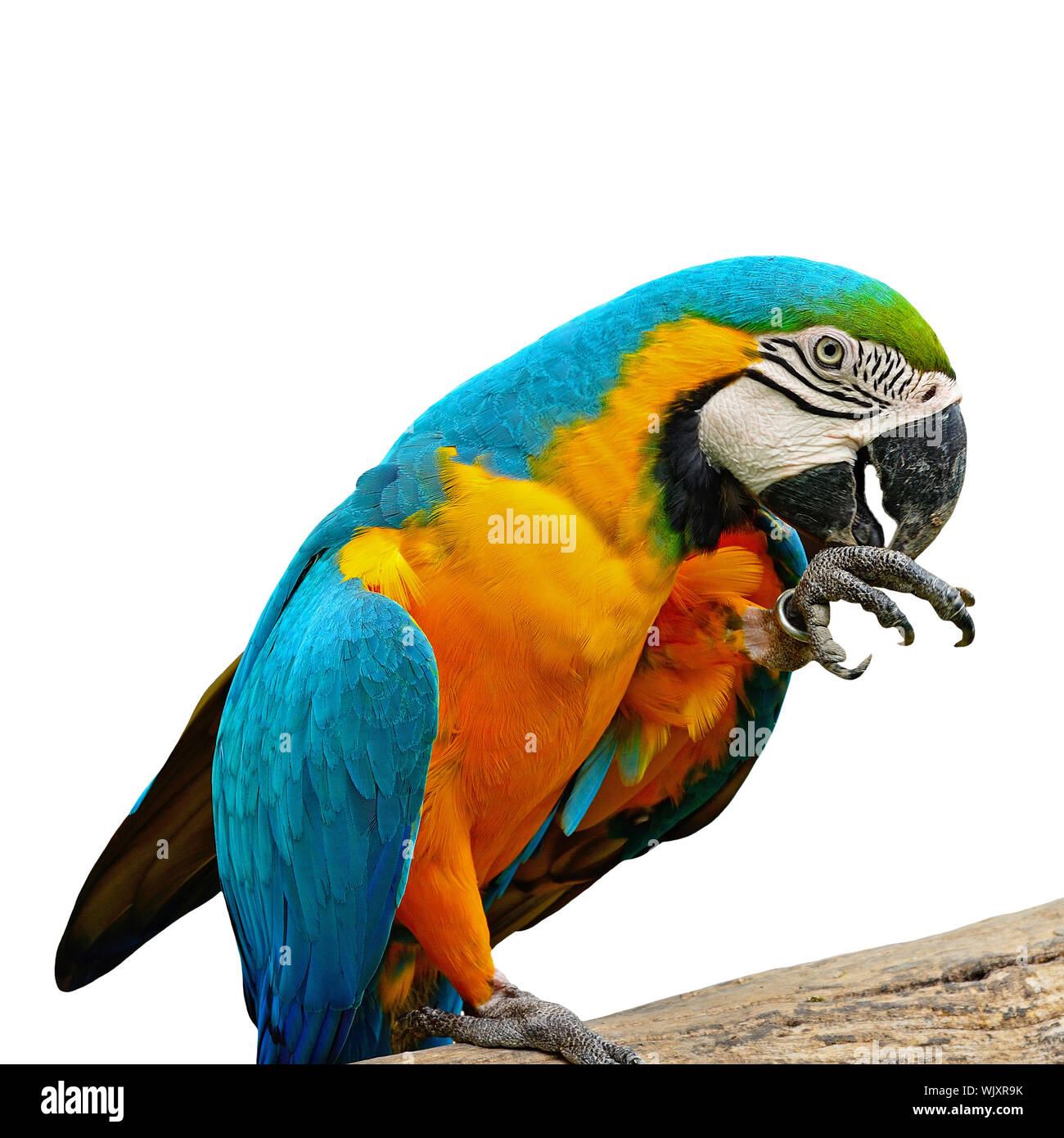 Blue and Gold Macaw aviary, isolated on a white background Stock Photo ... - Bird Aviary Cages For Blue And Gold Macaws