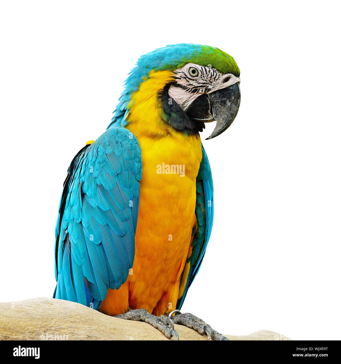 Beautiful view of Aviary For One Macaw