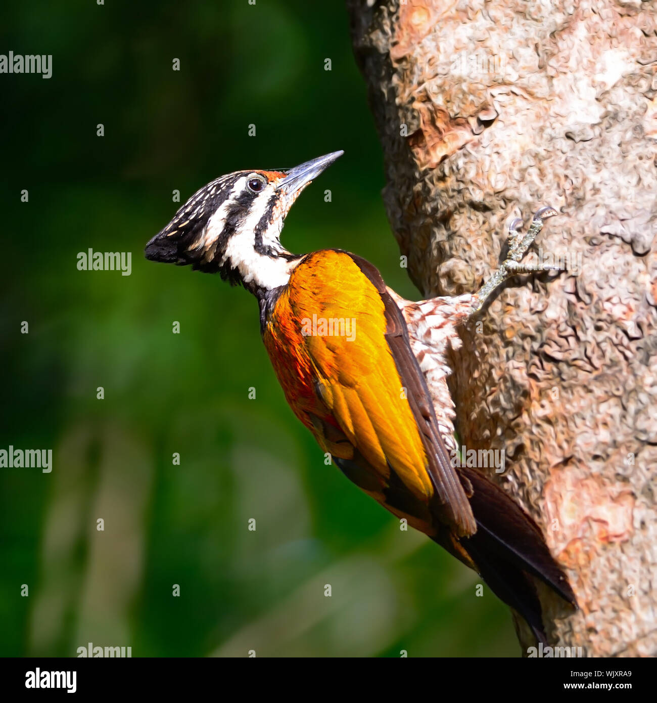 Beautiful woodpecker bird, a female of Common Flameback (Dinopium javanense), taken in Thaland Stock Photo