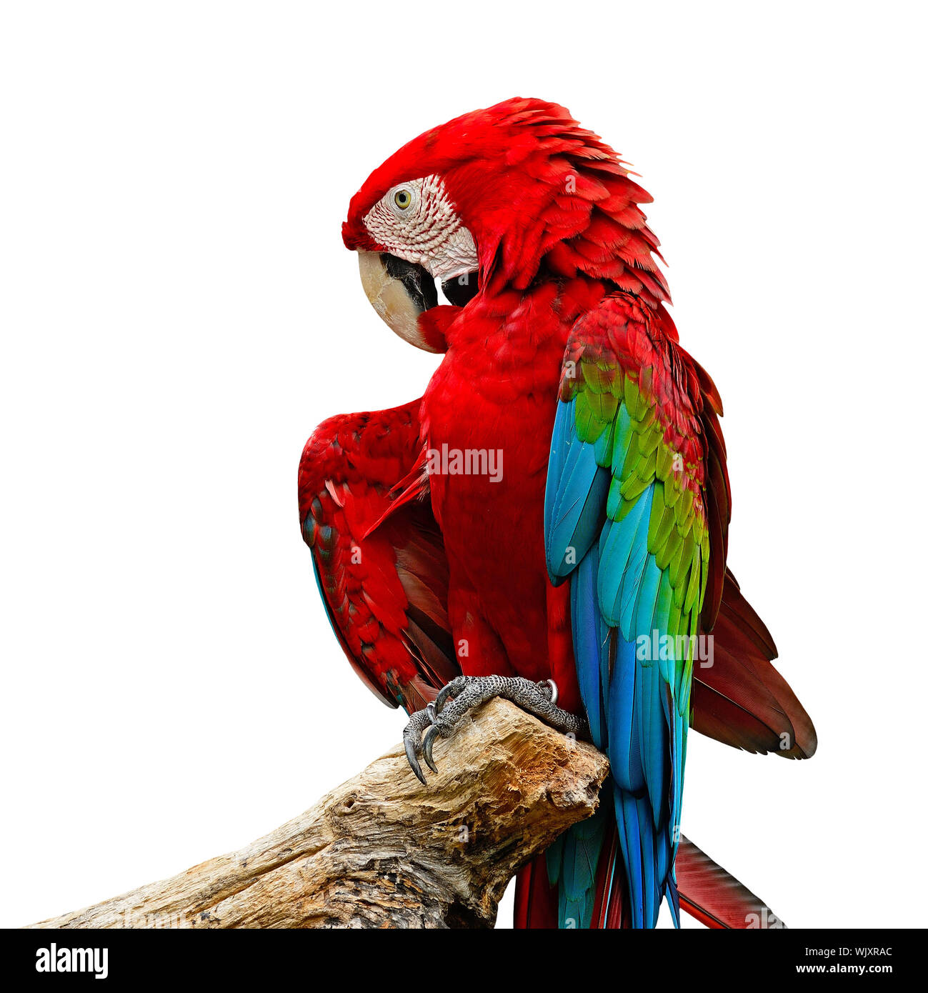 Macaw Colorful Aviary photo