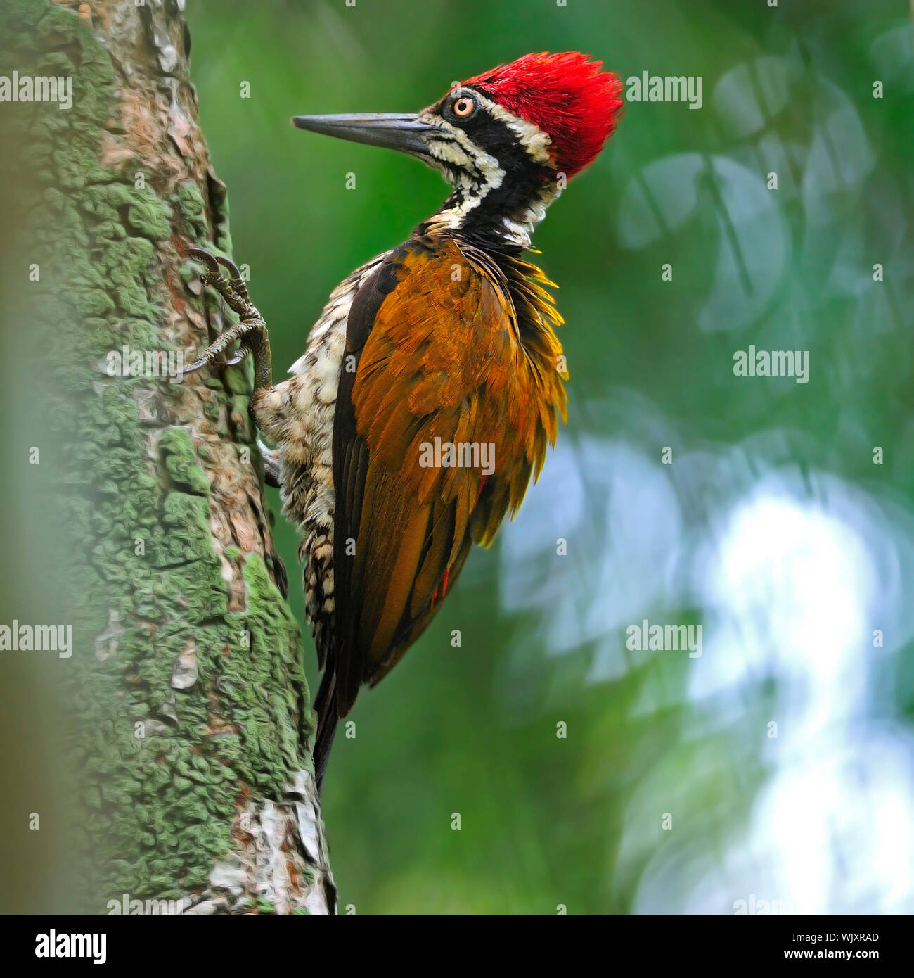 Beautiful woodpecker bird, a male of Greater Flameback (Chrysocolaptes lucidus), taken in Thailand Stock Photo