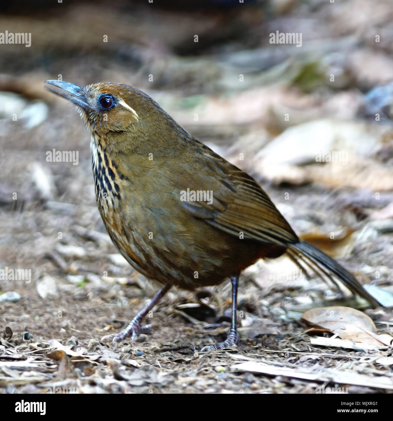 Spot-breasted Laughingthrush (Stactocichia merulina), uncommon species of Laughingthrush bird, singing a song on the ground, taken in Thailand Stock Photo